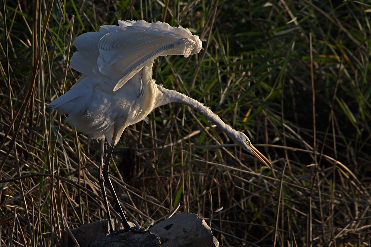 Airone Bianco Maggiore (Ardea Alba)