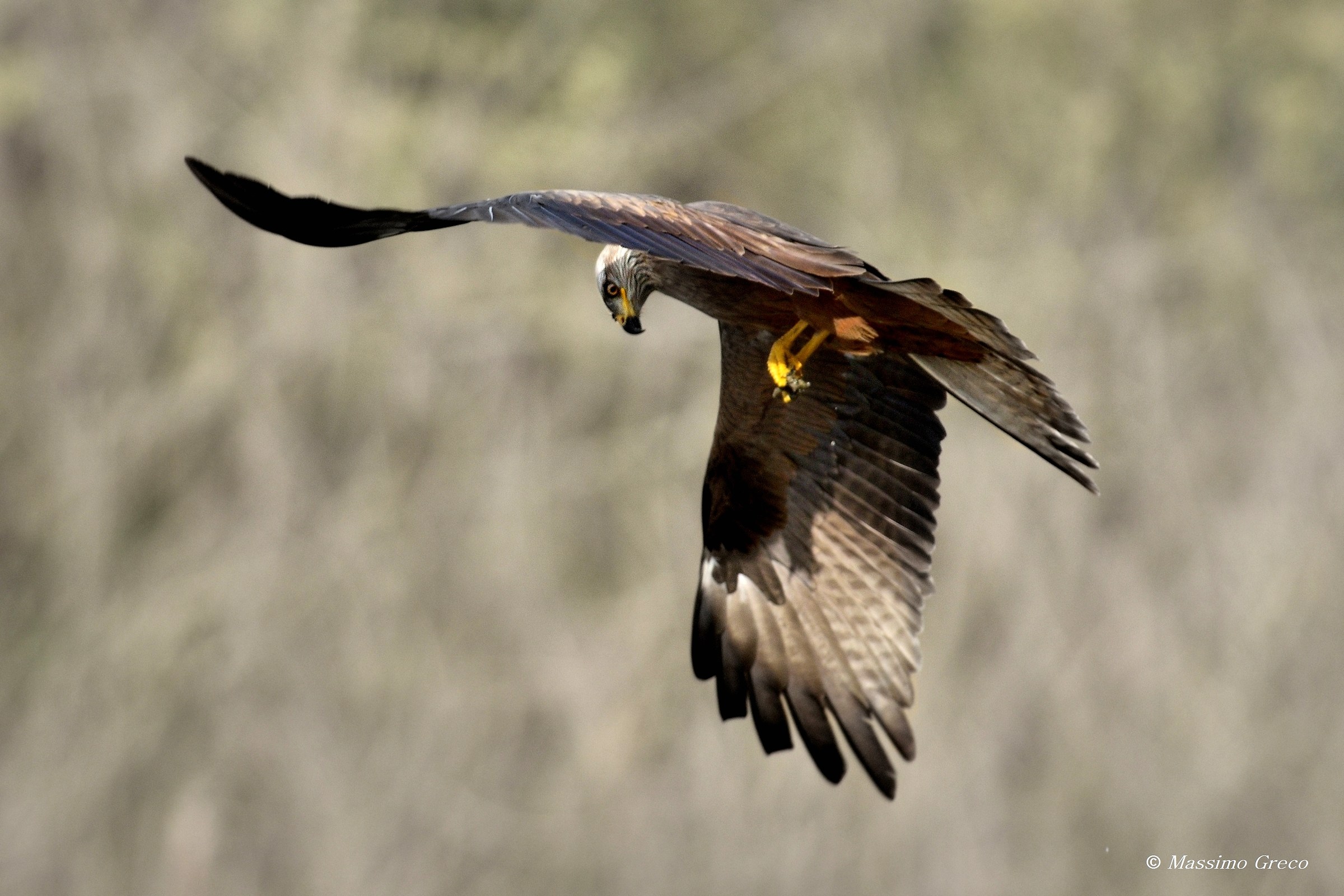 Black kite (Milvus migrans)