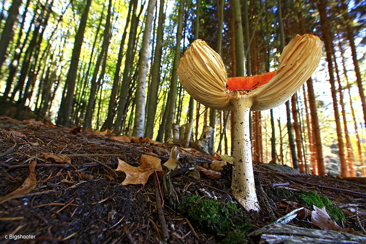 L'abbraccio del bosco.