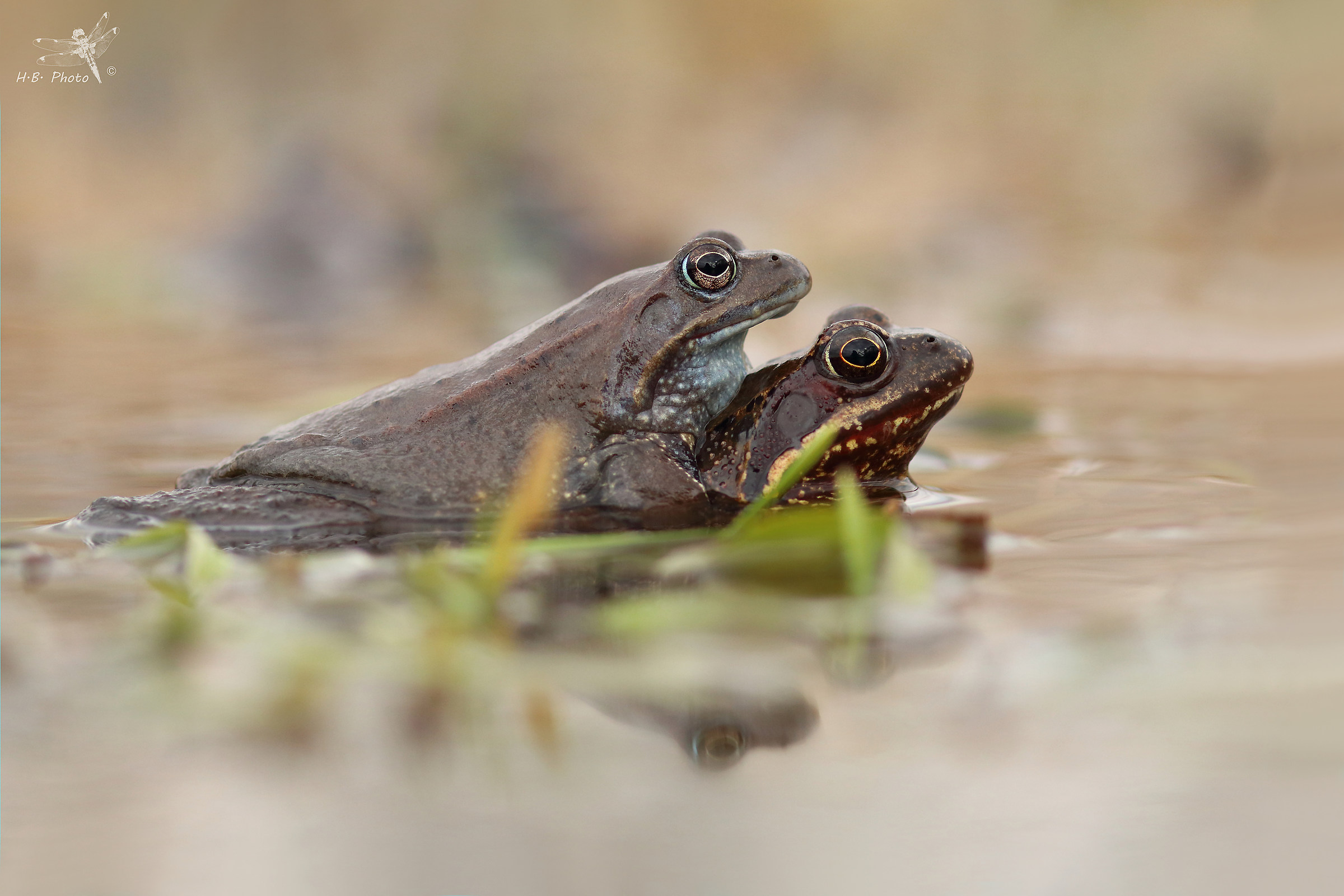 Temporaria di rana, accoppiamento