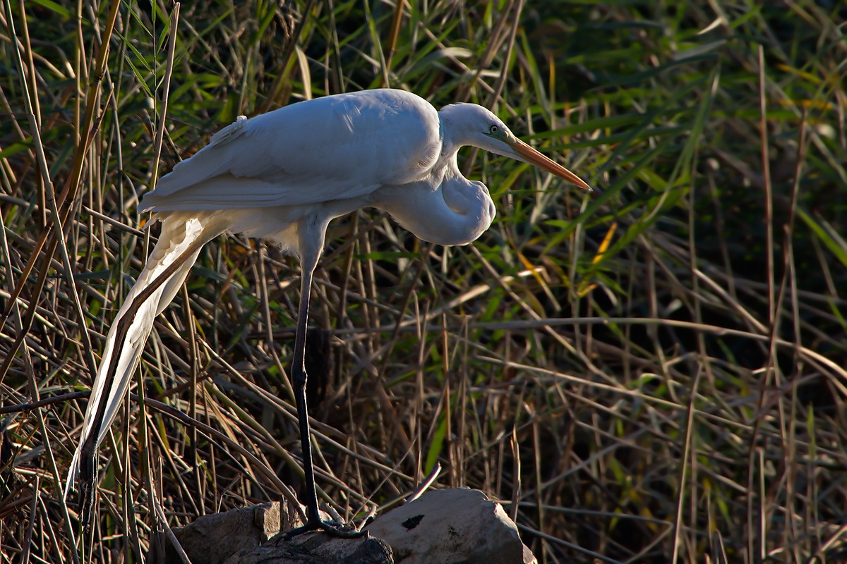 Airone Bianco Maggiore (Ardea Alba)