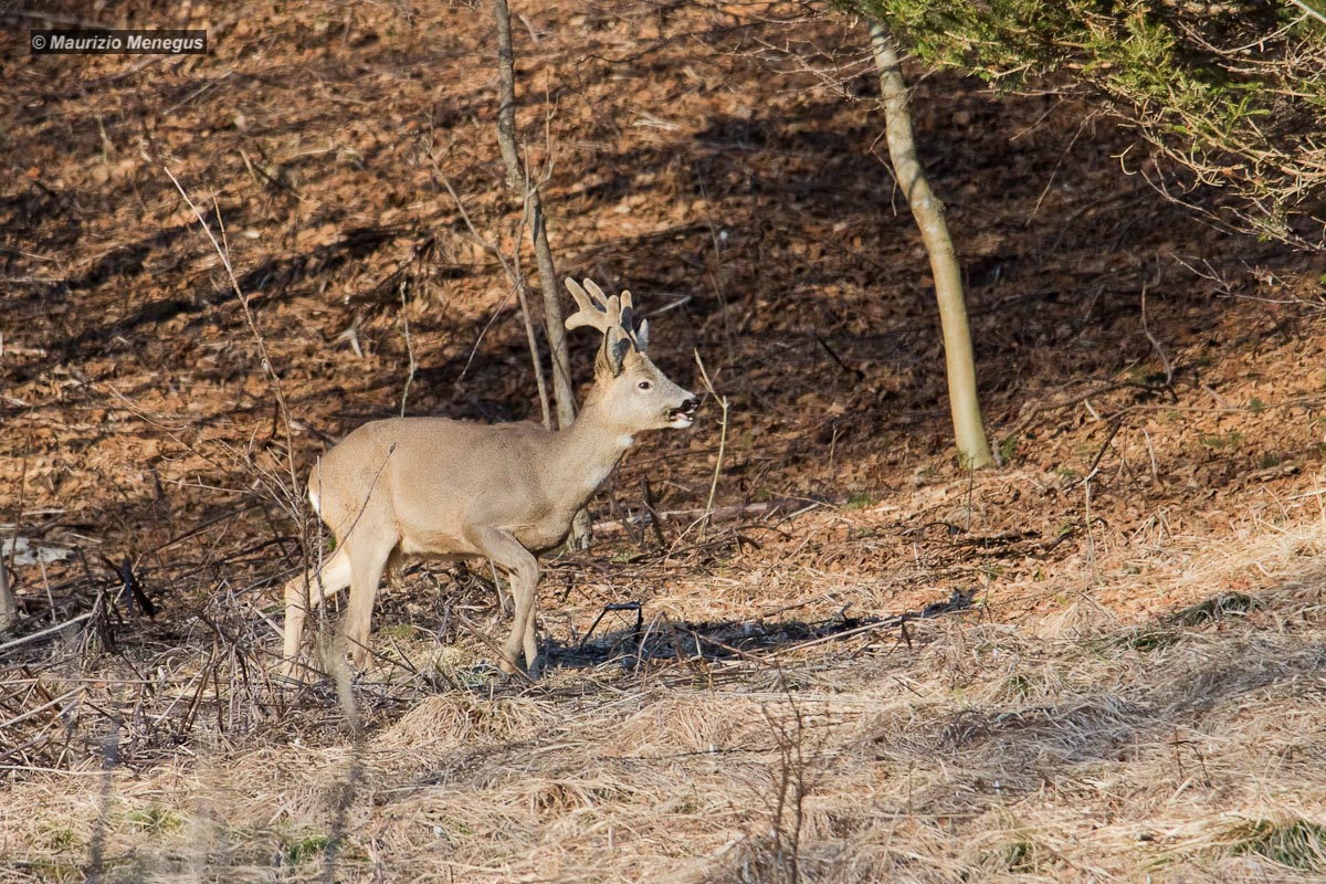 Magical spring meetings-Dolomites
