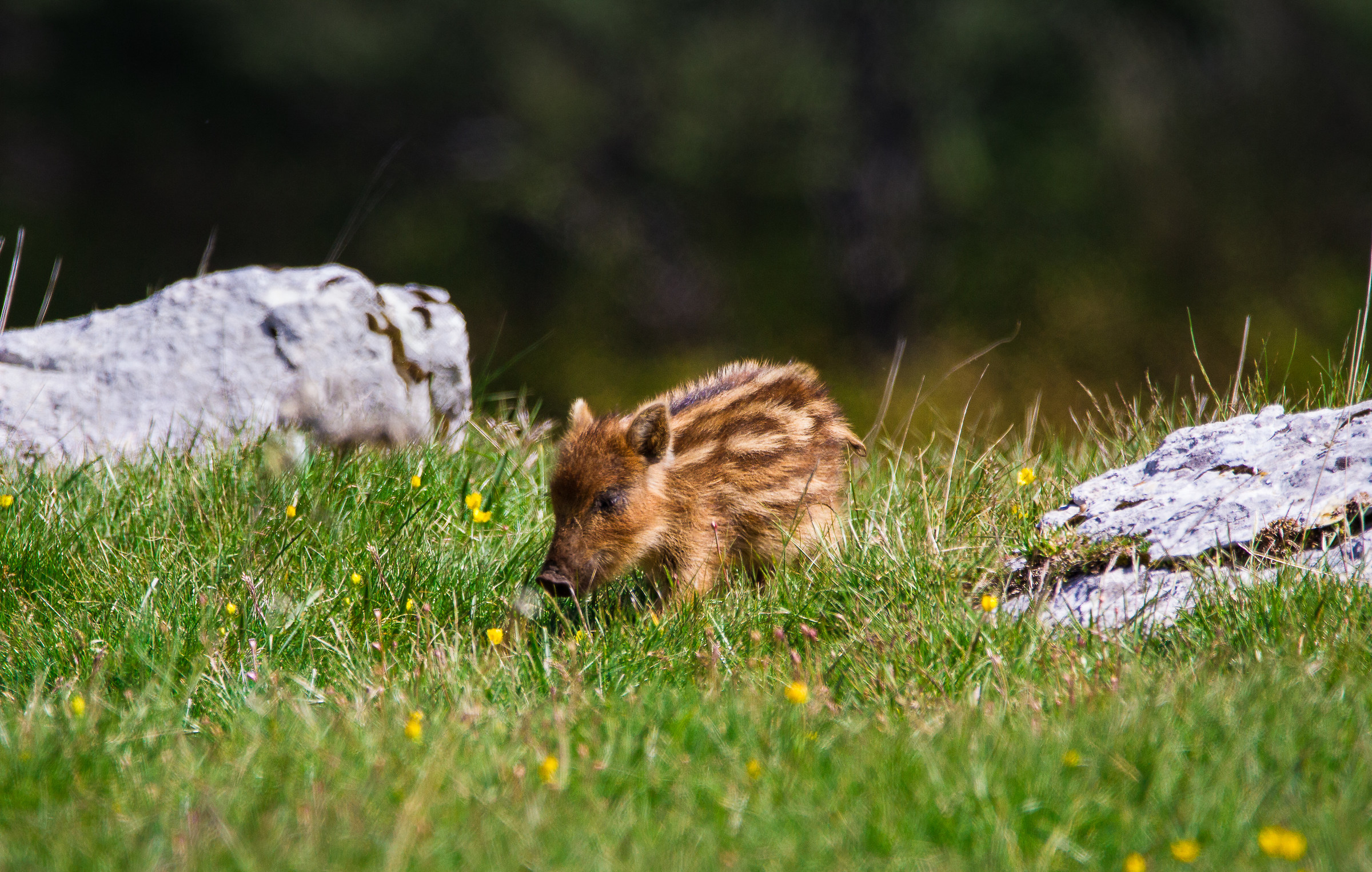 Oinc oinc va a caccia di tuberi