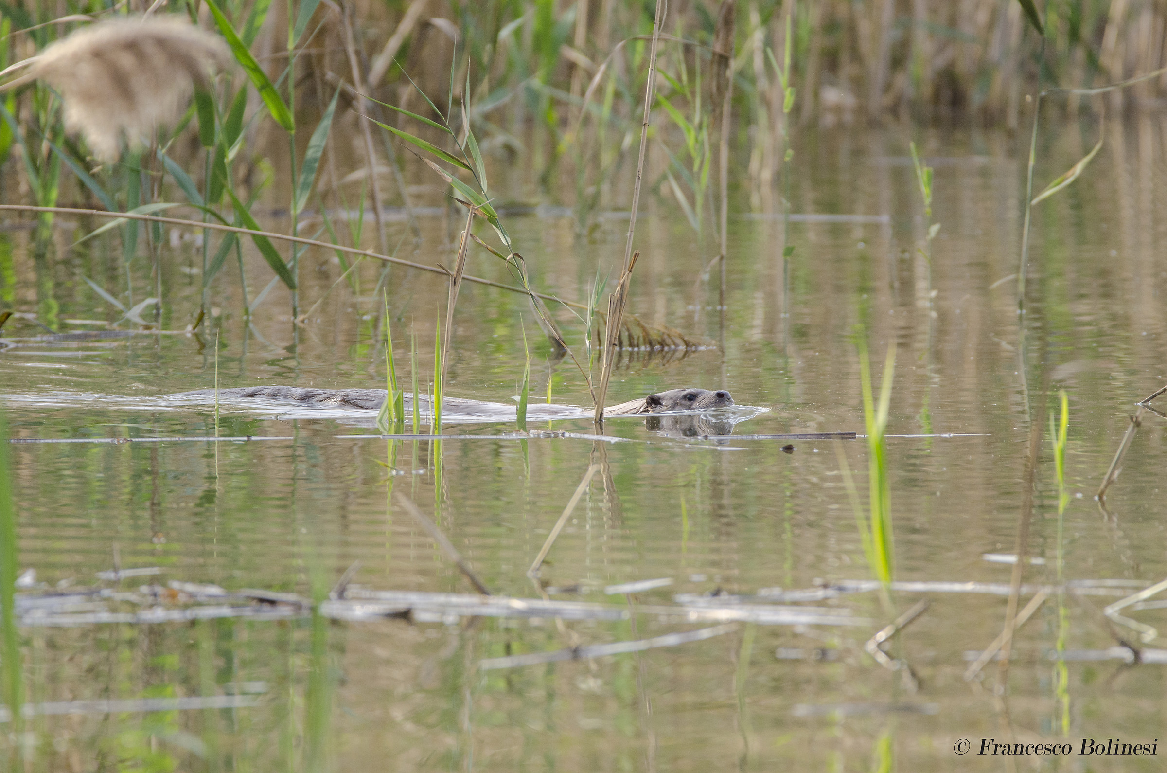 The elegance of the Otter