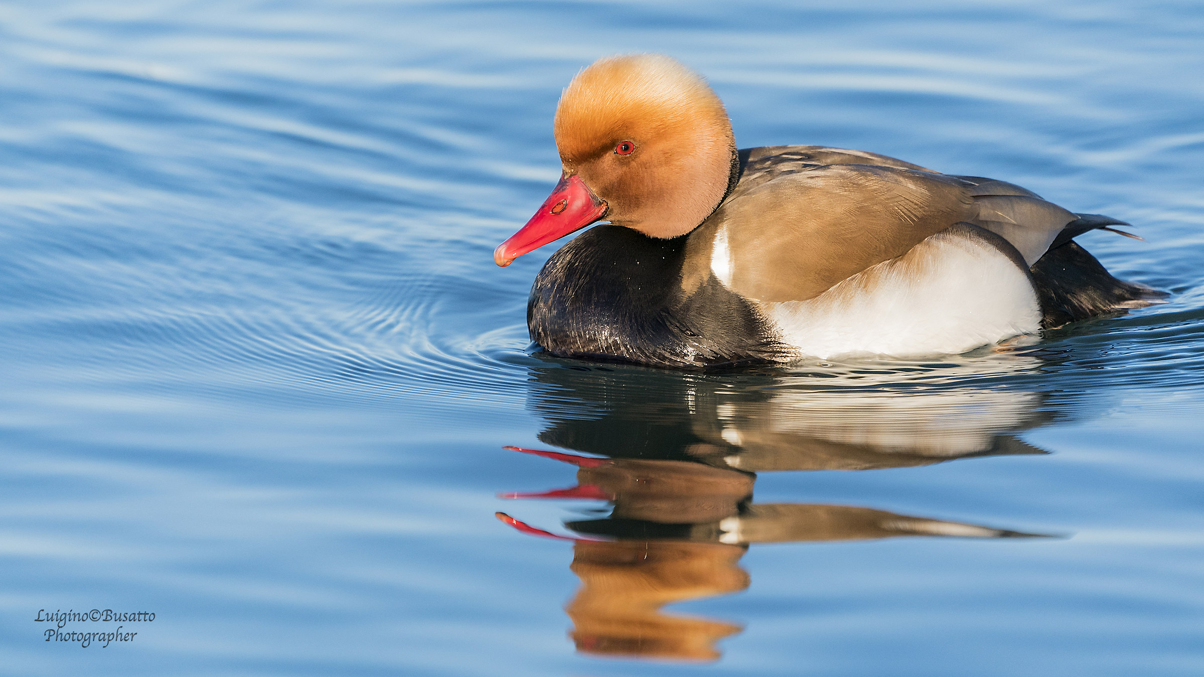 Red-crested Pochard