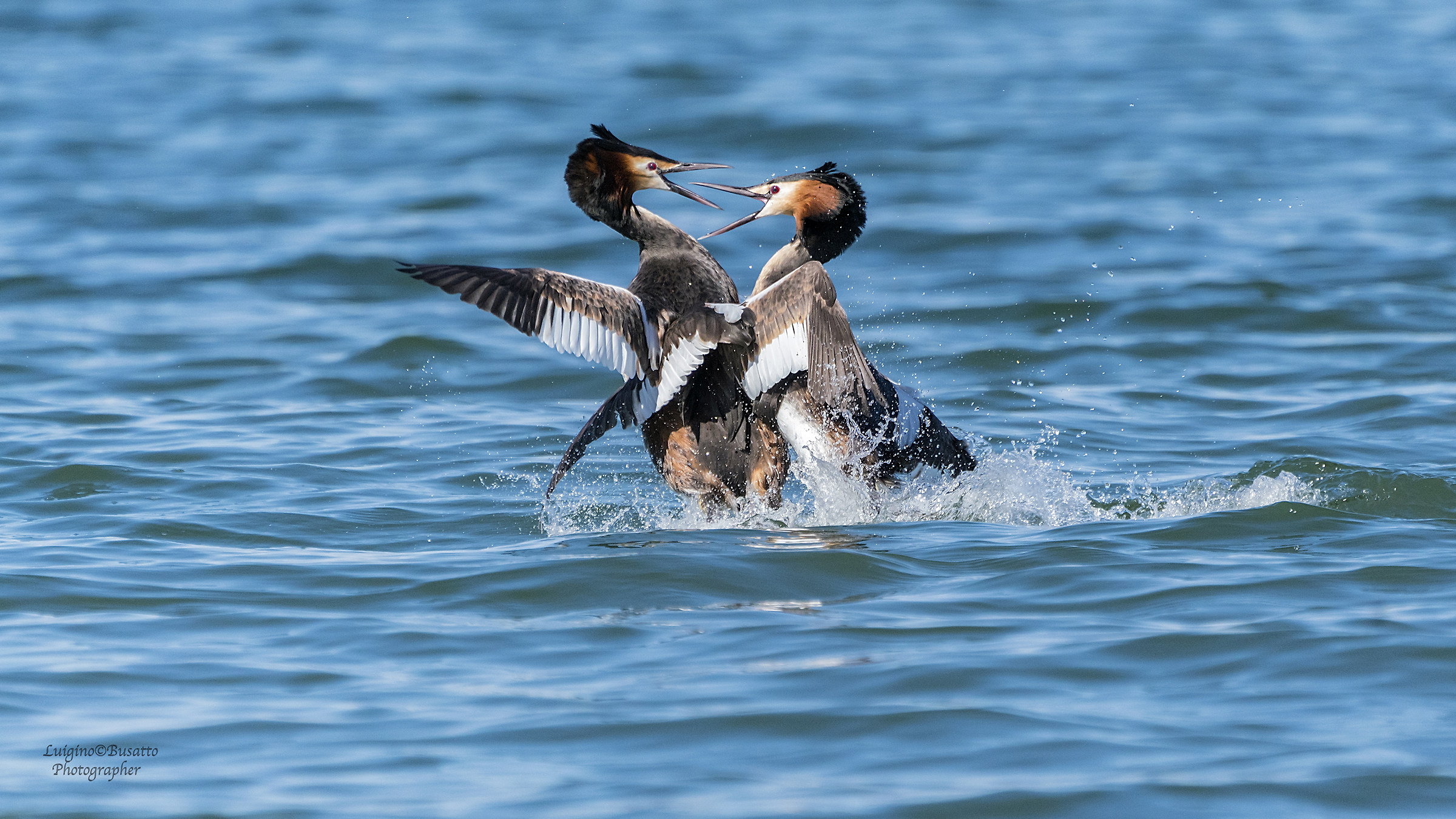Great Crested Grebe