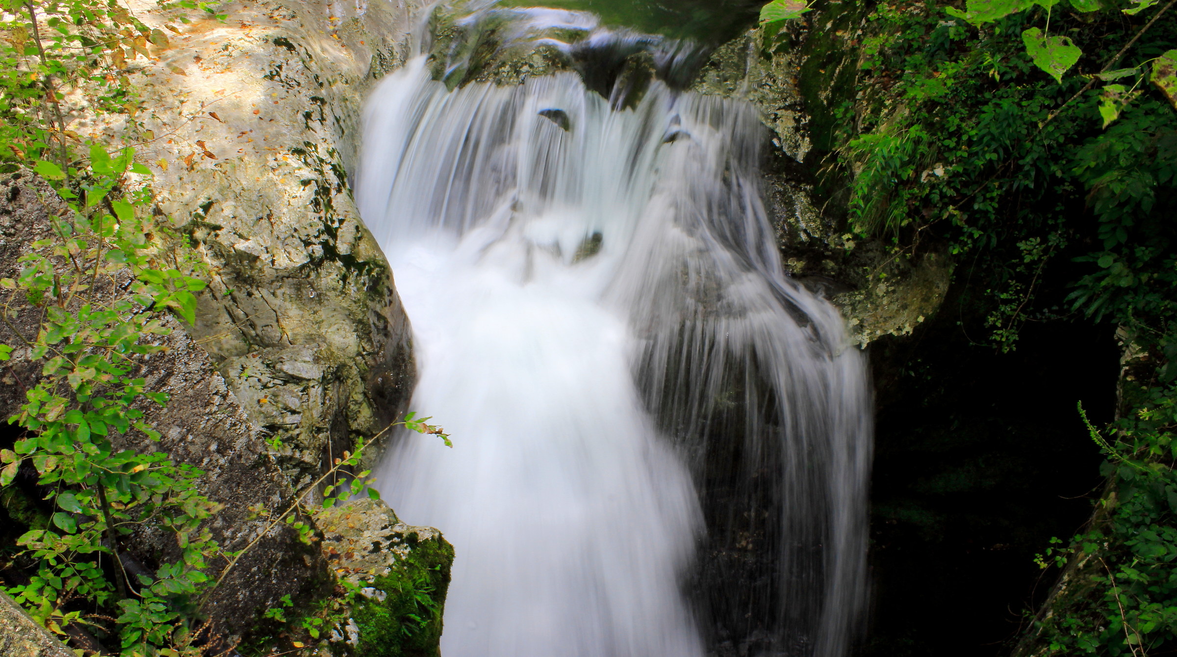 In the water the face of a lion