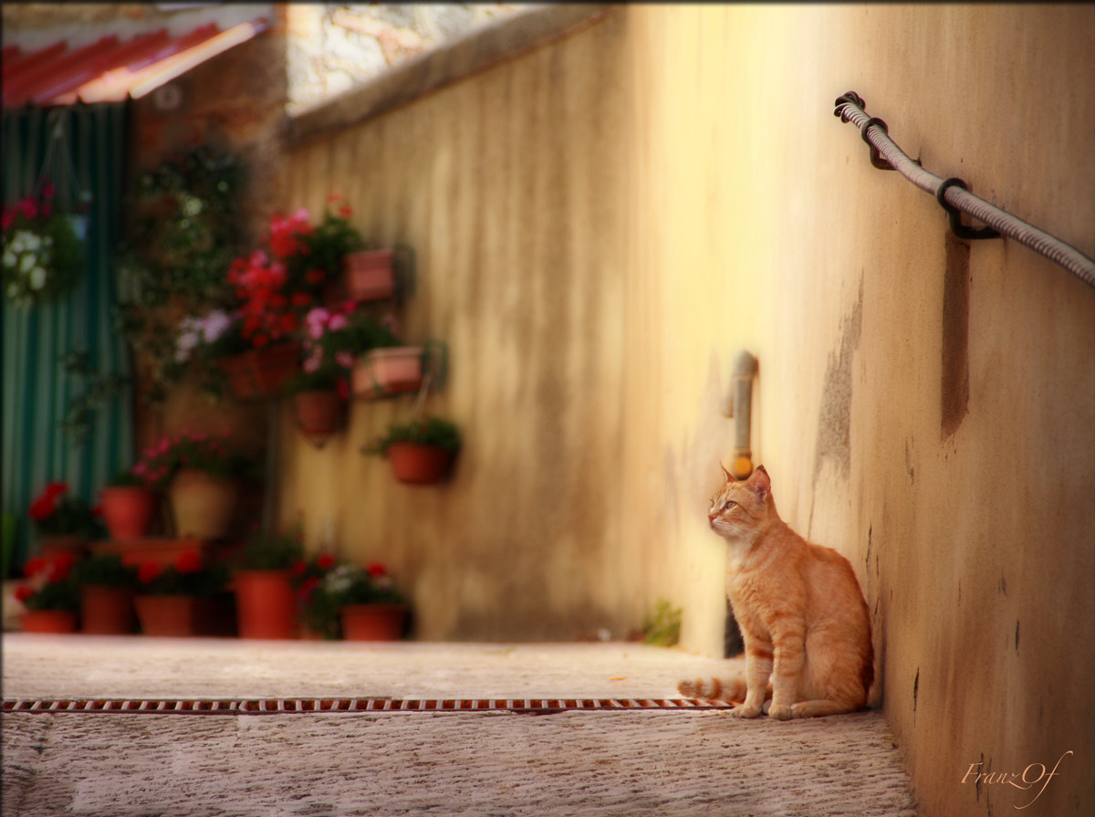 il gatto del vicolo