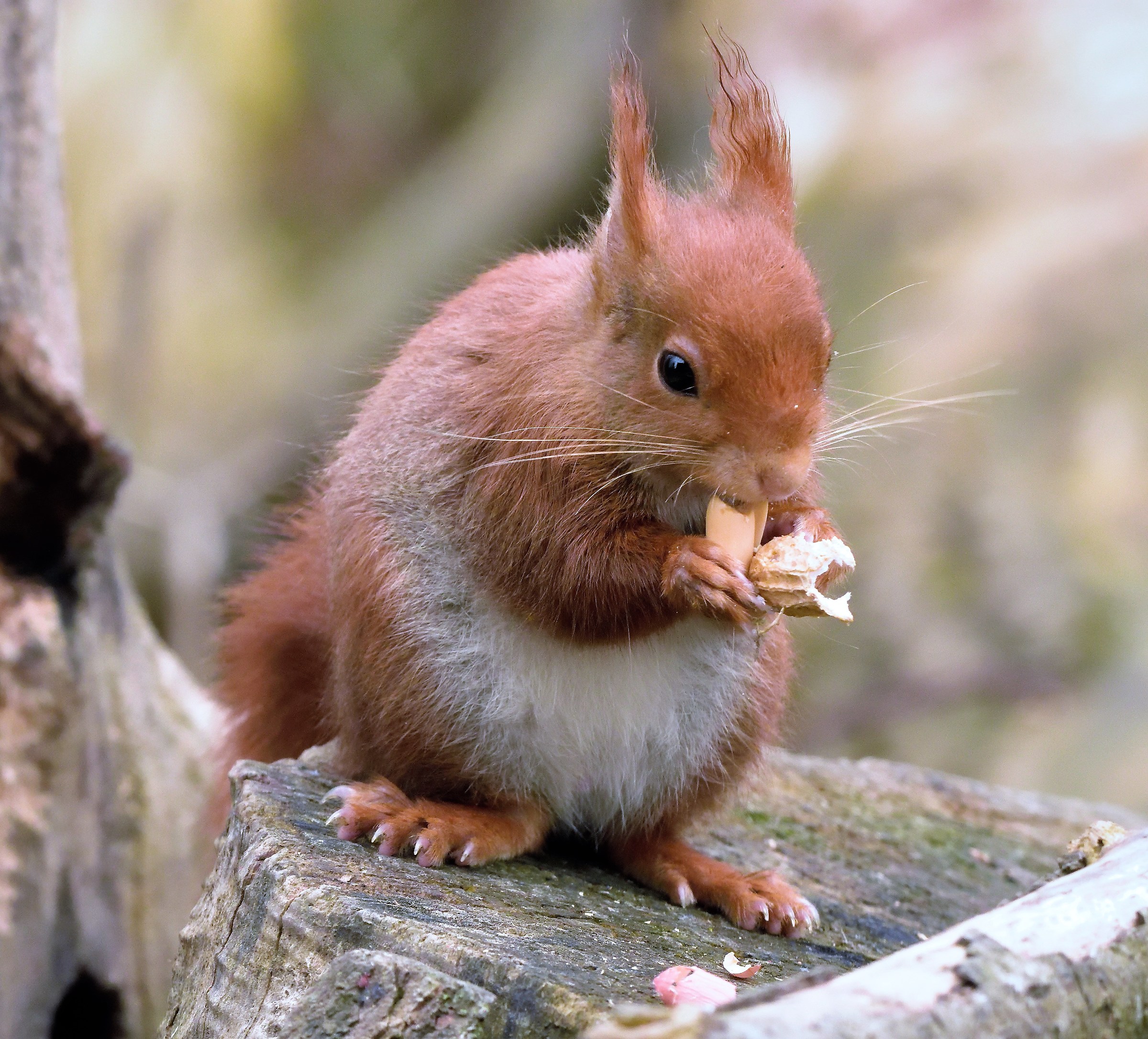 red squirrel