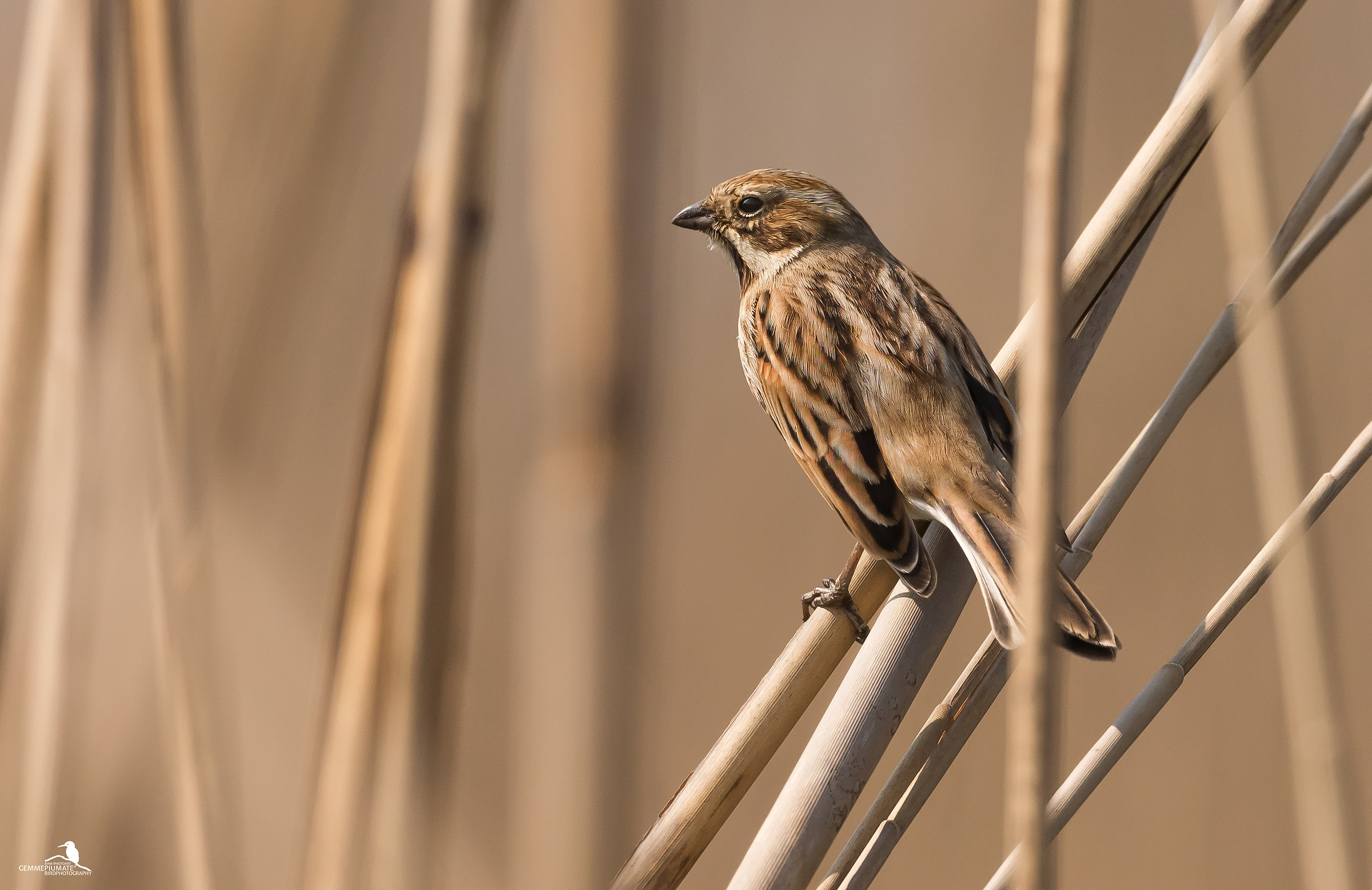 Reed Bunting