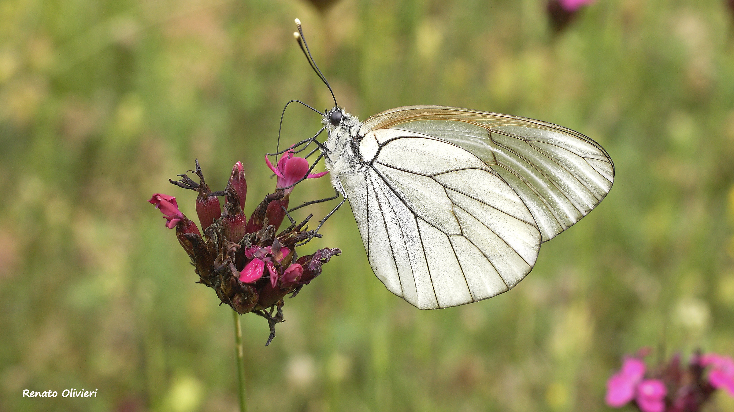 Aporia Crataegi