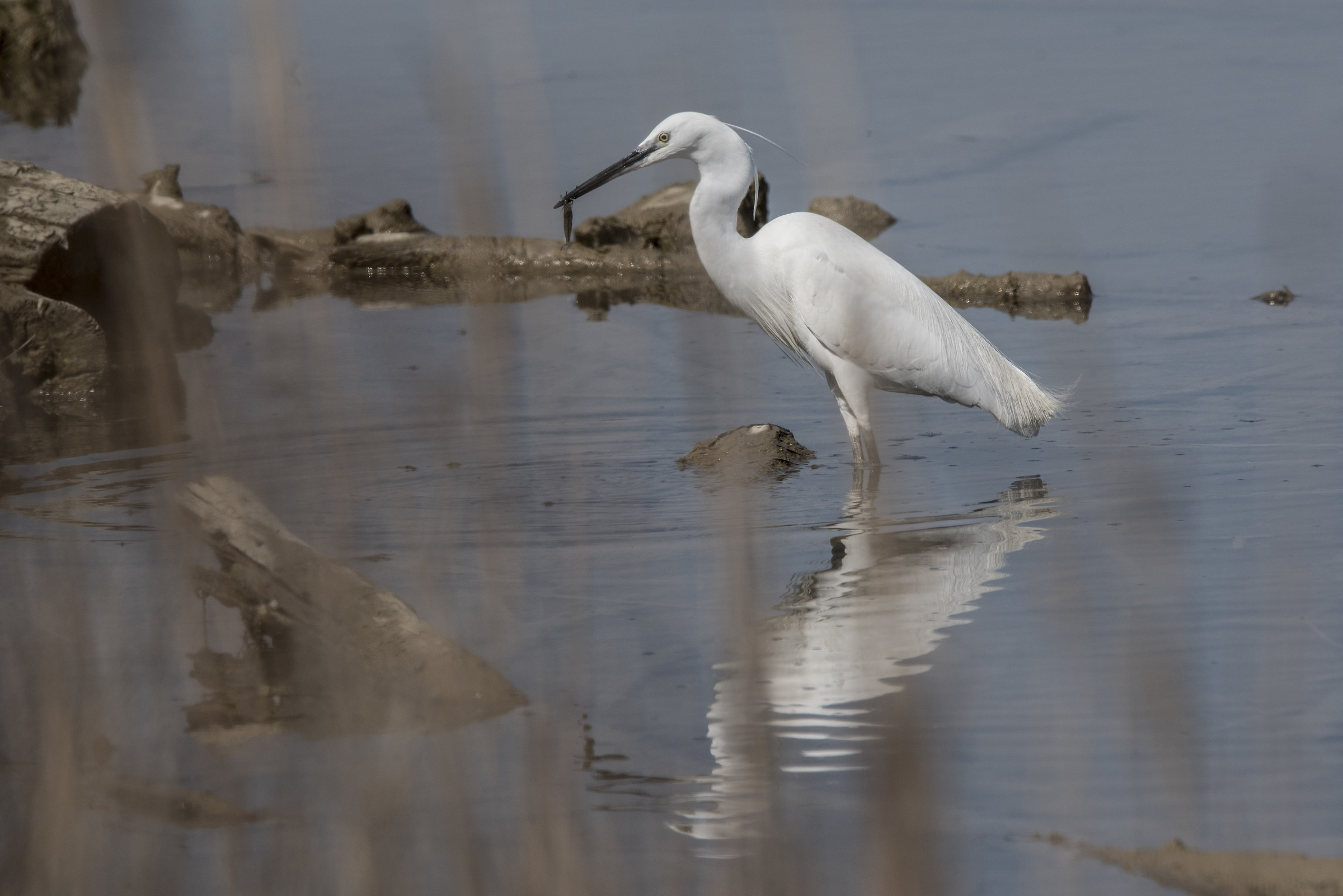 Egret fishing