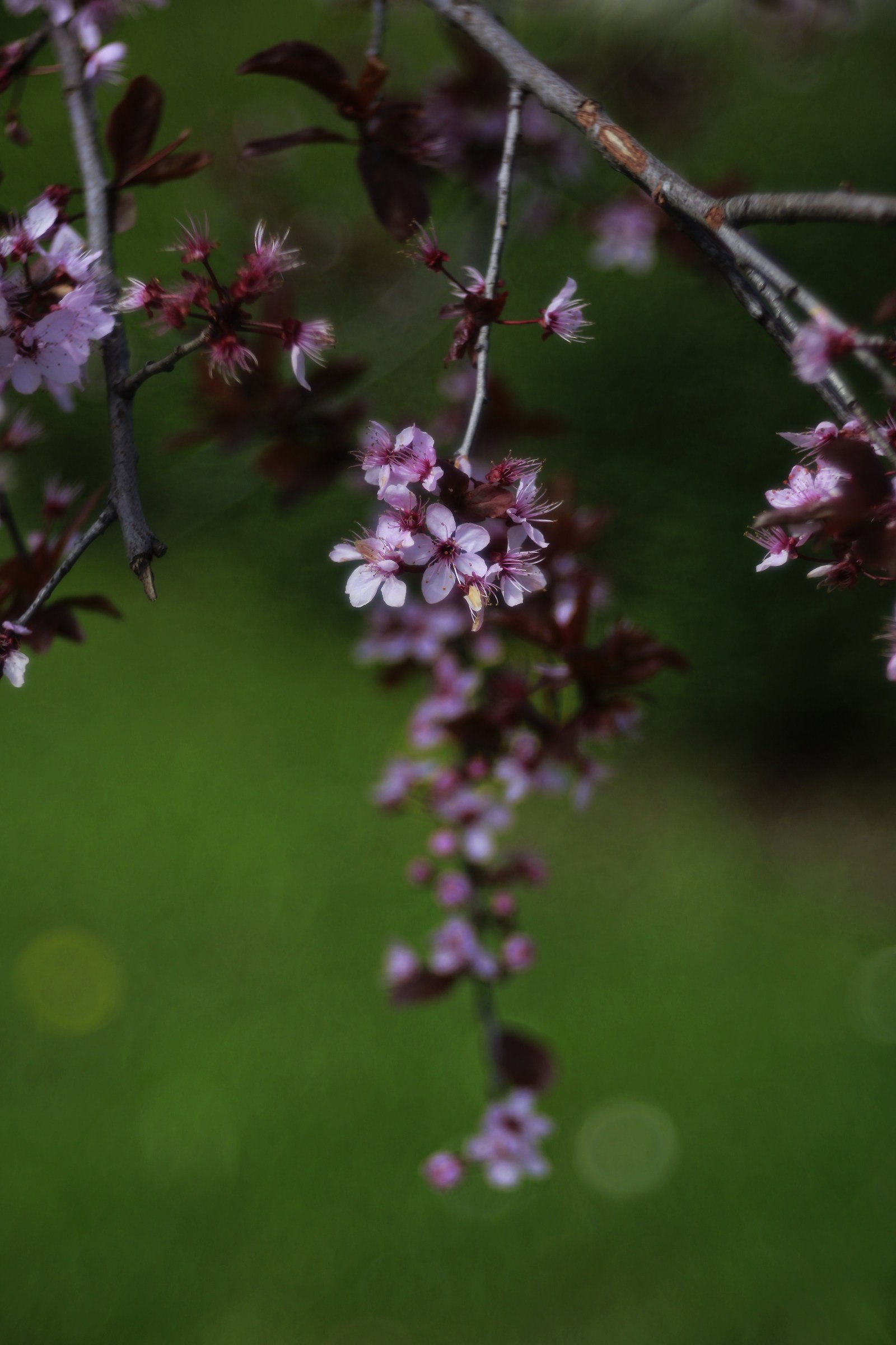 trees and shrubs in bloom
