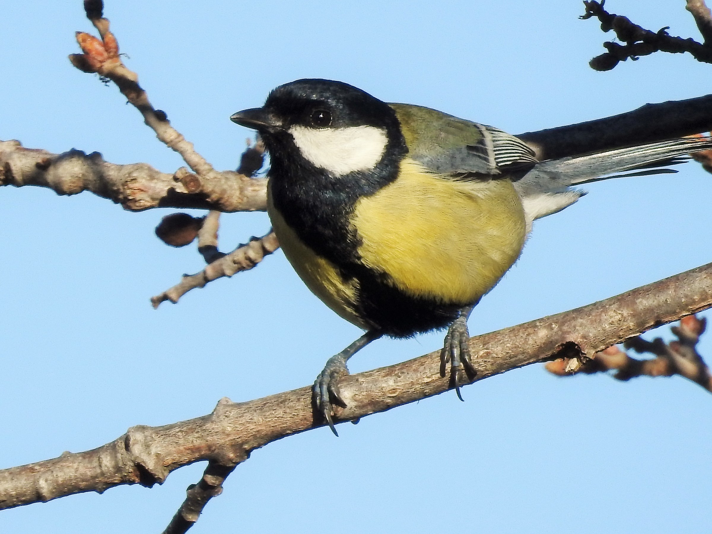 Parus major (cinciallegra)