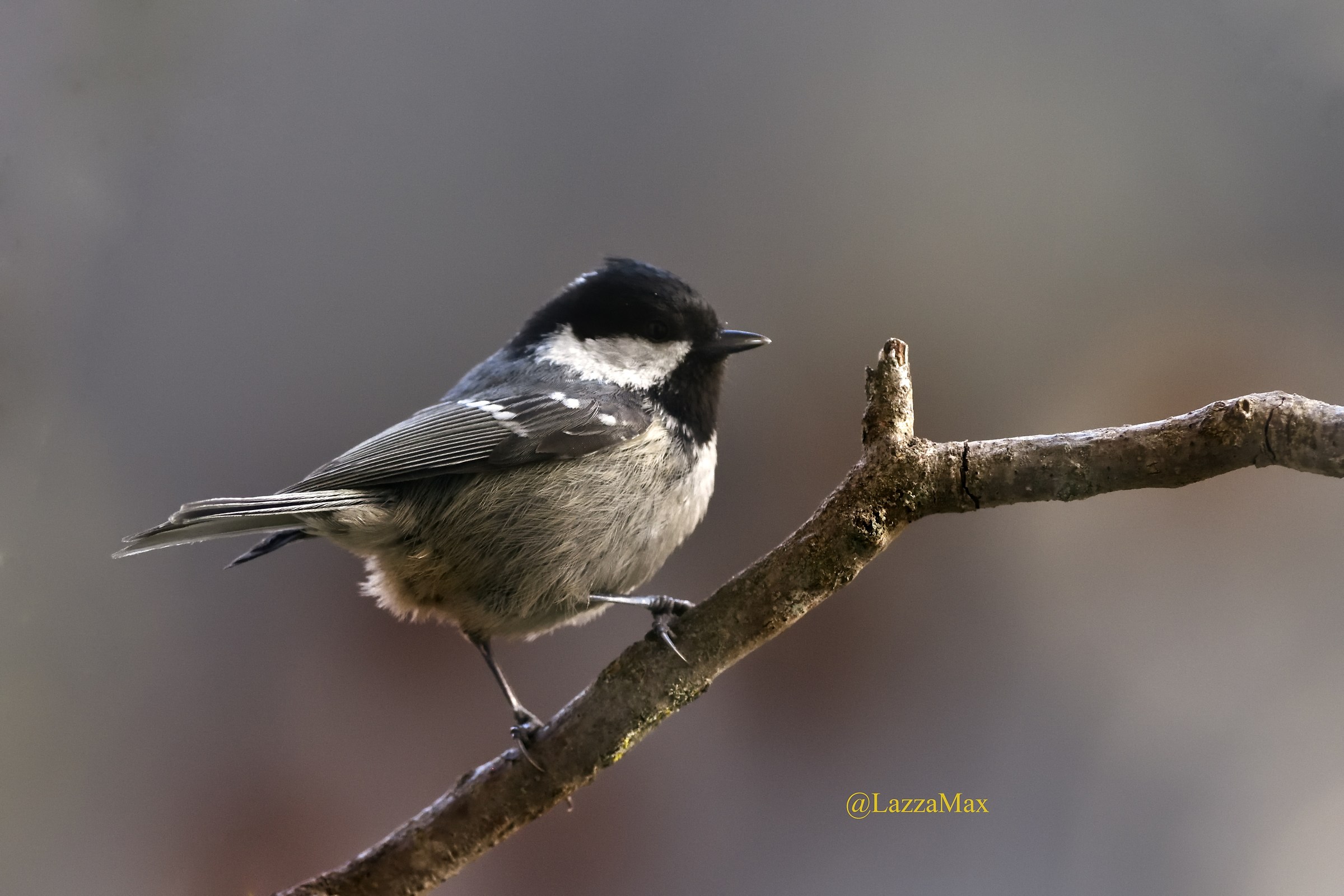 chickadee