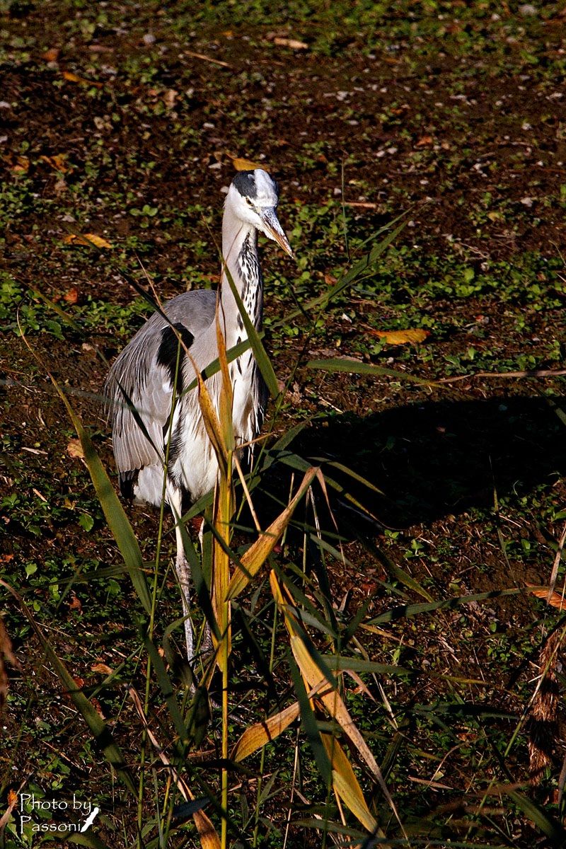 Insolito punto di ripresa!