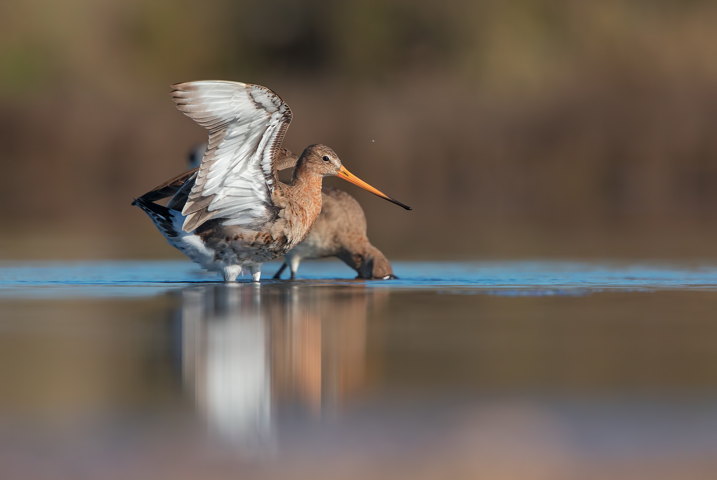 Real black-tailed godwits