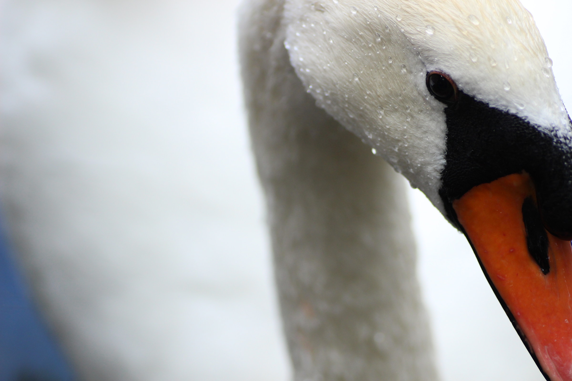 L'eleganza del Cigno