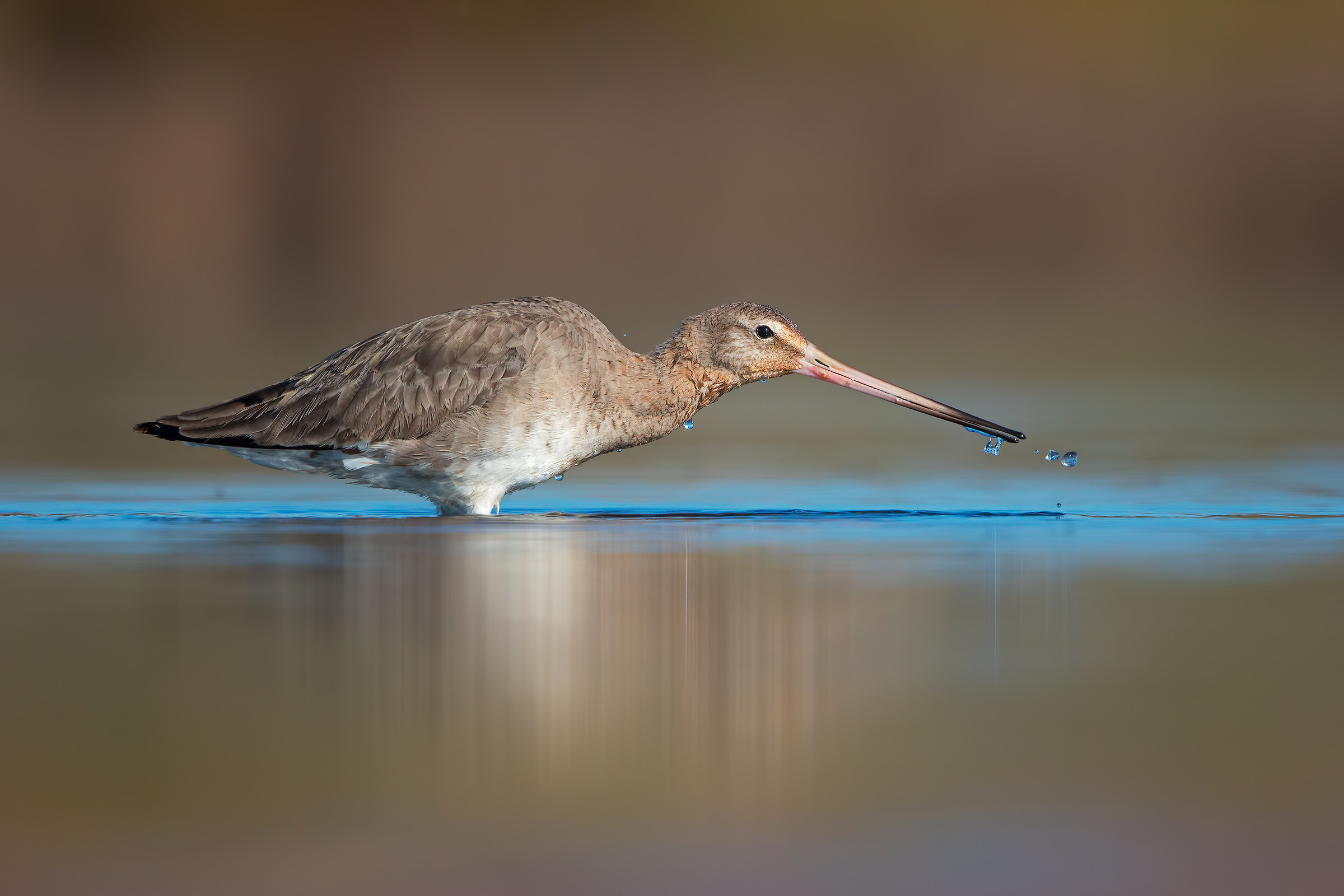 Black-tailed godwit