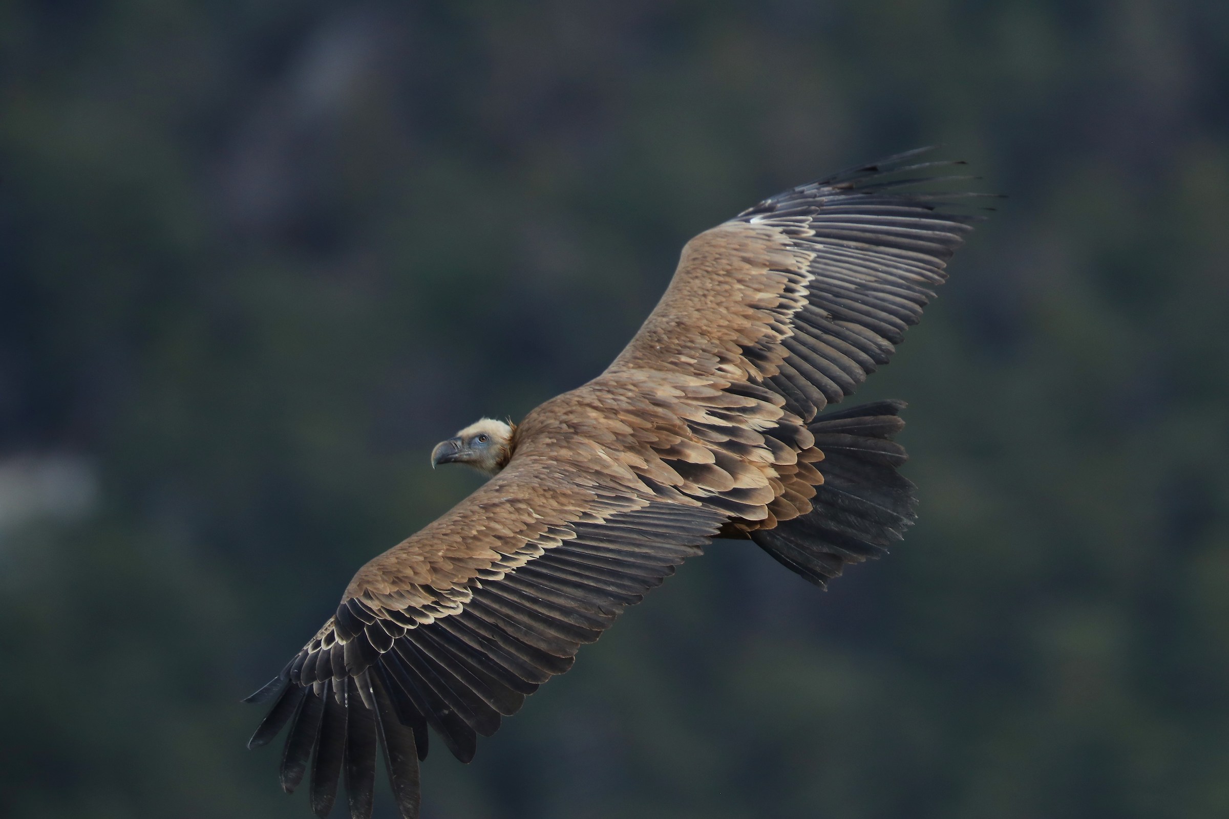 Gryphon Verdon Gorge