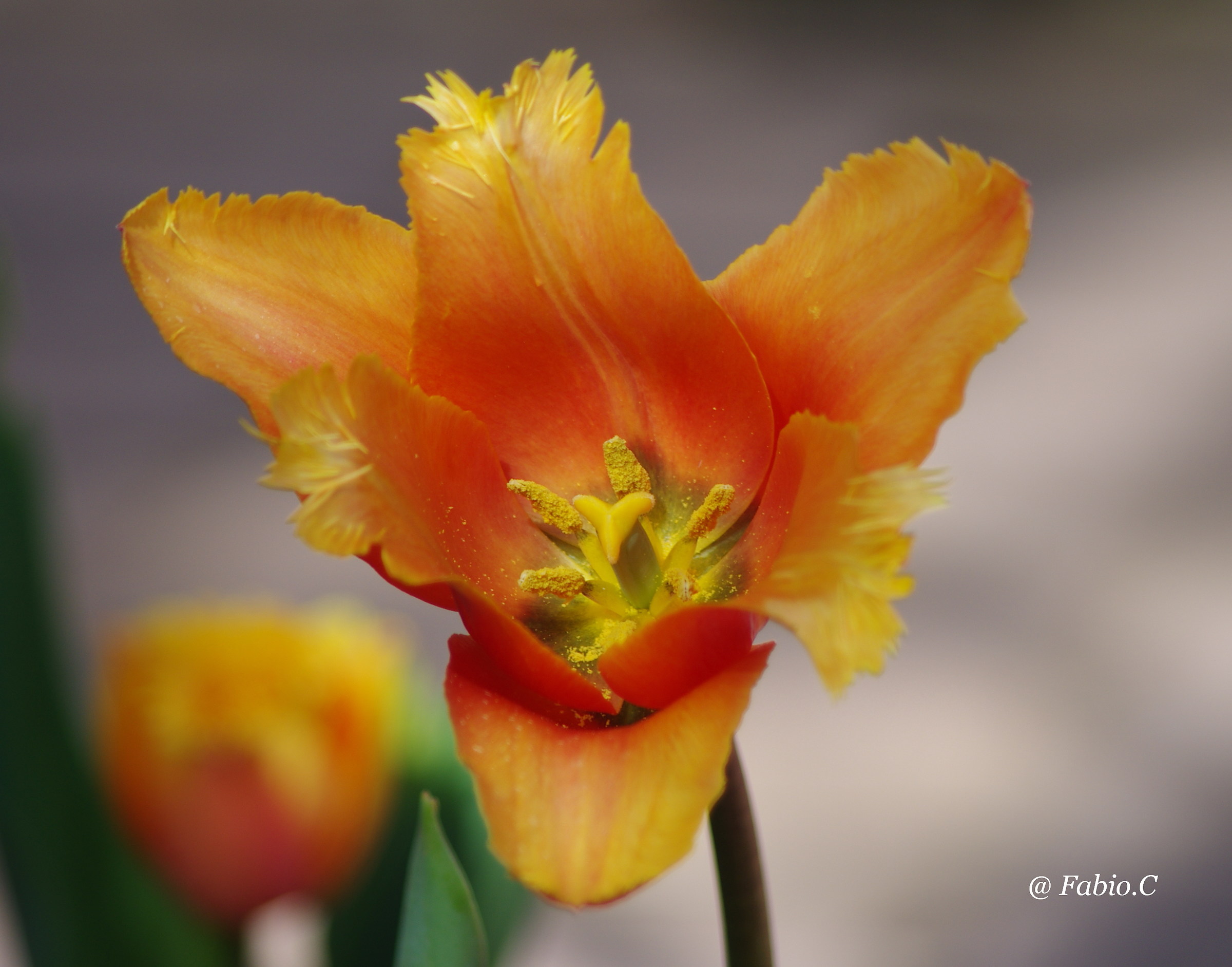 Tulip