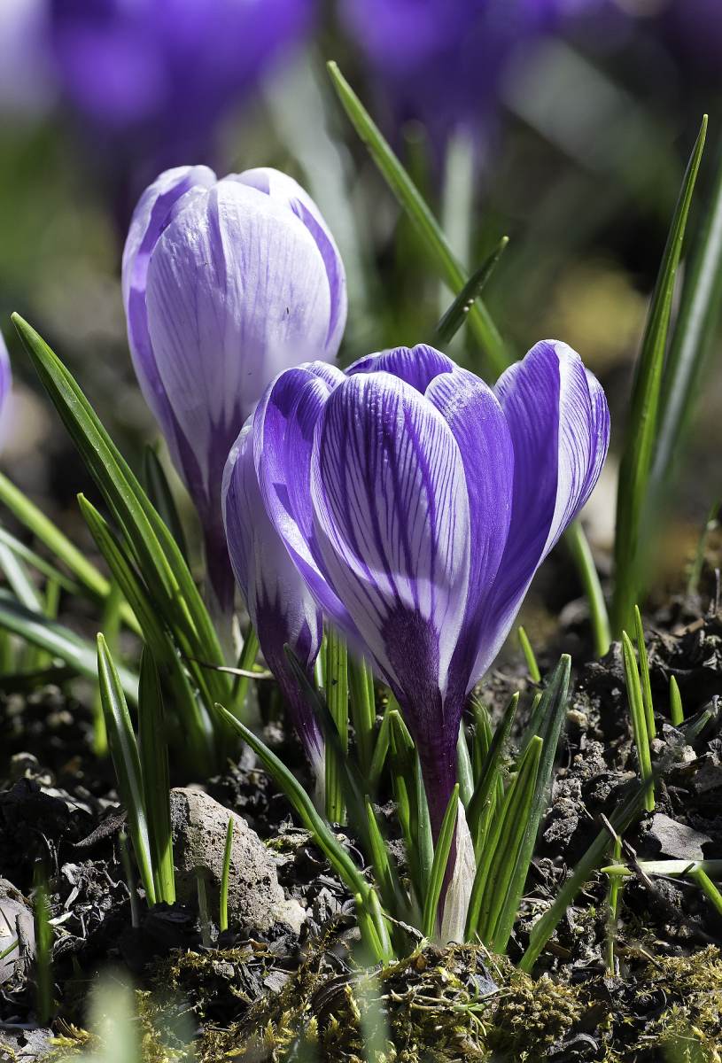 Crocus