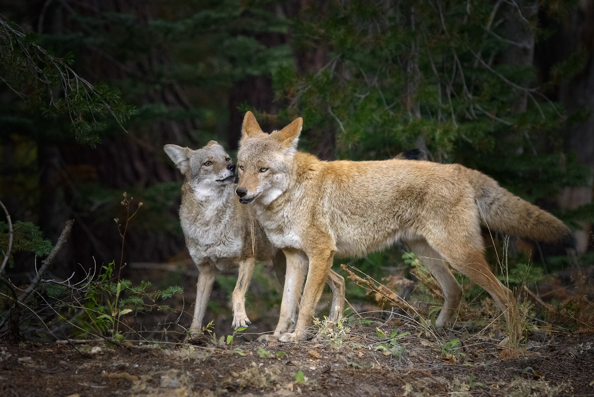 Yosemite Coyotes