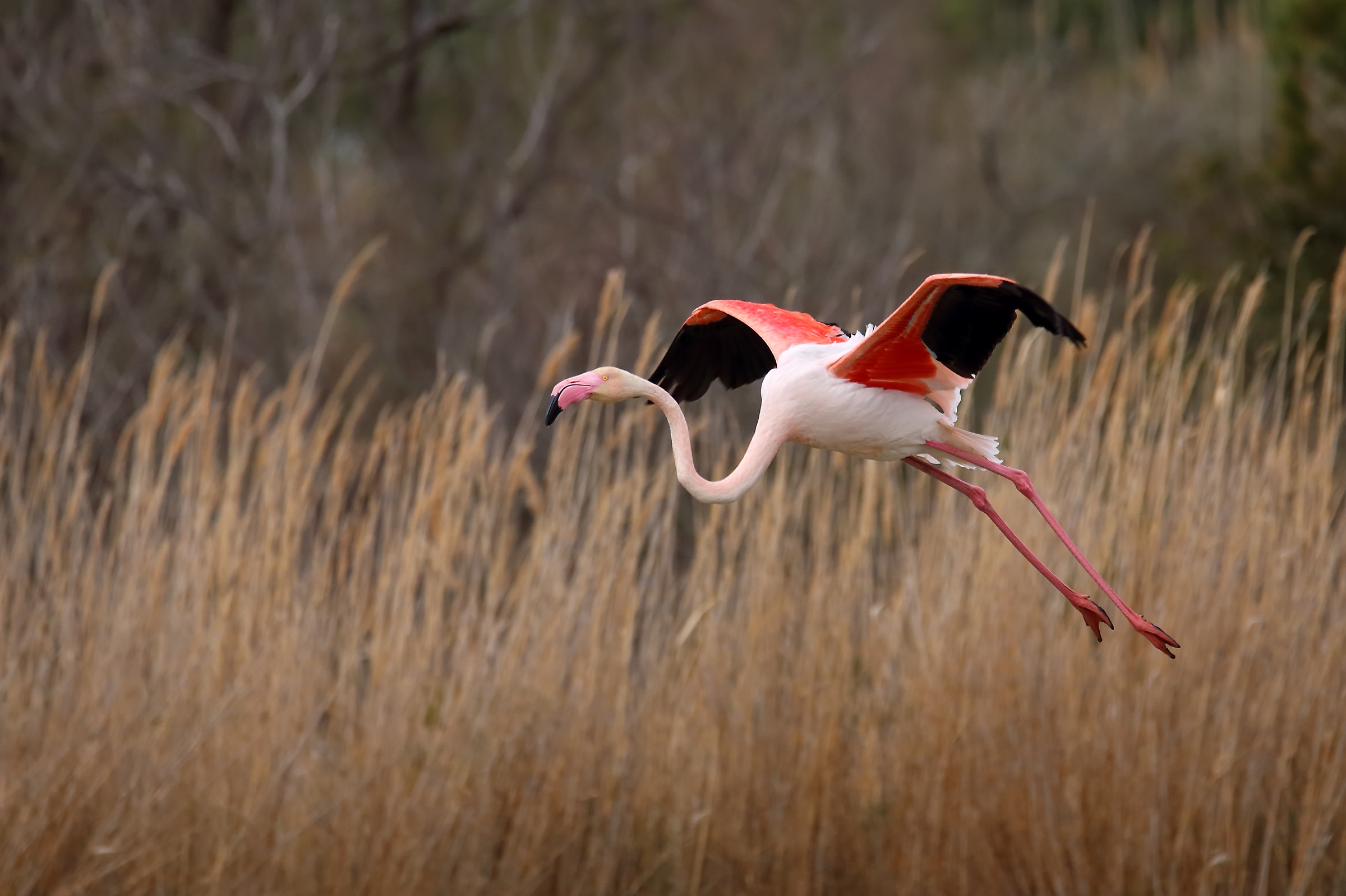 Flamingo takeoff