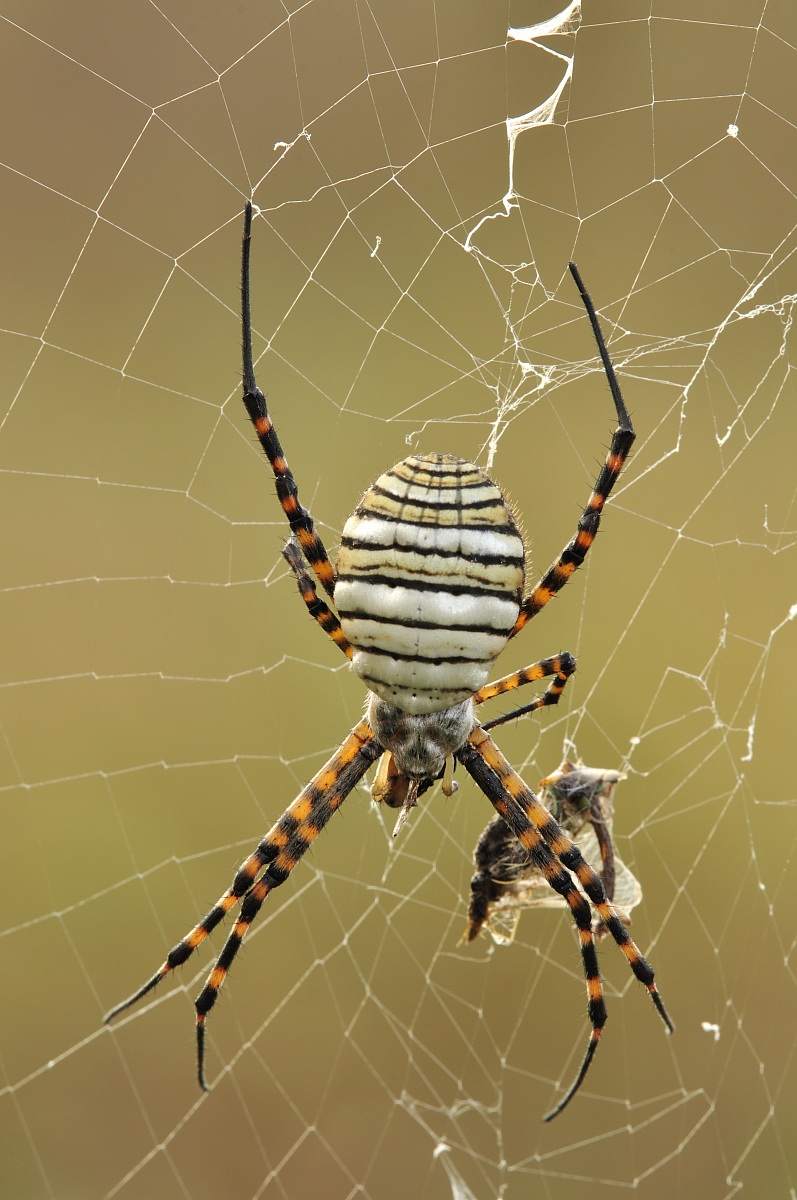 Argiope trifasciata (Forssk?l, 1775) - Araneidae