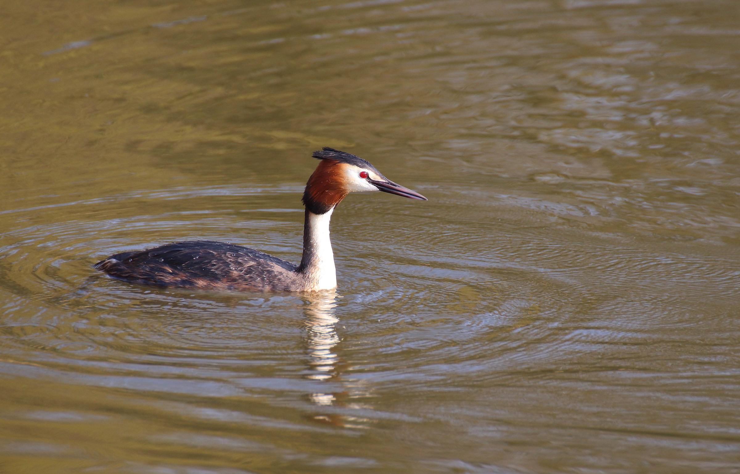 Great Crested Grebe