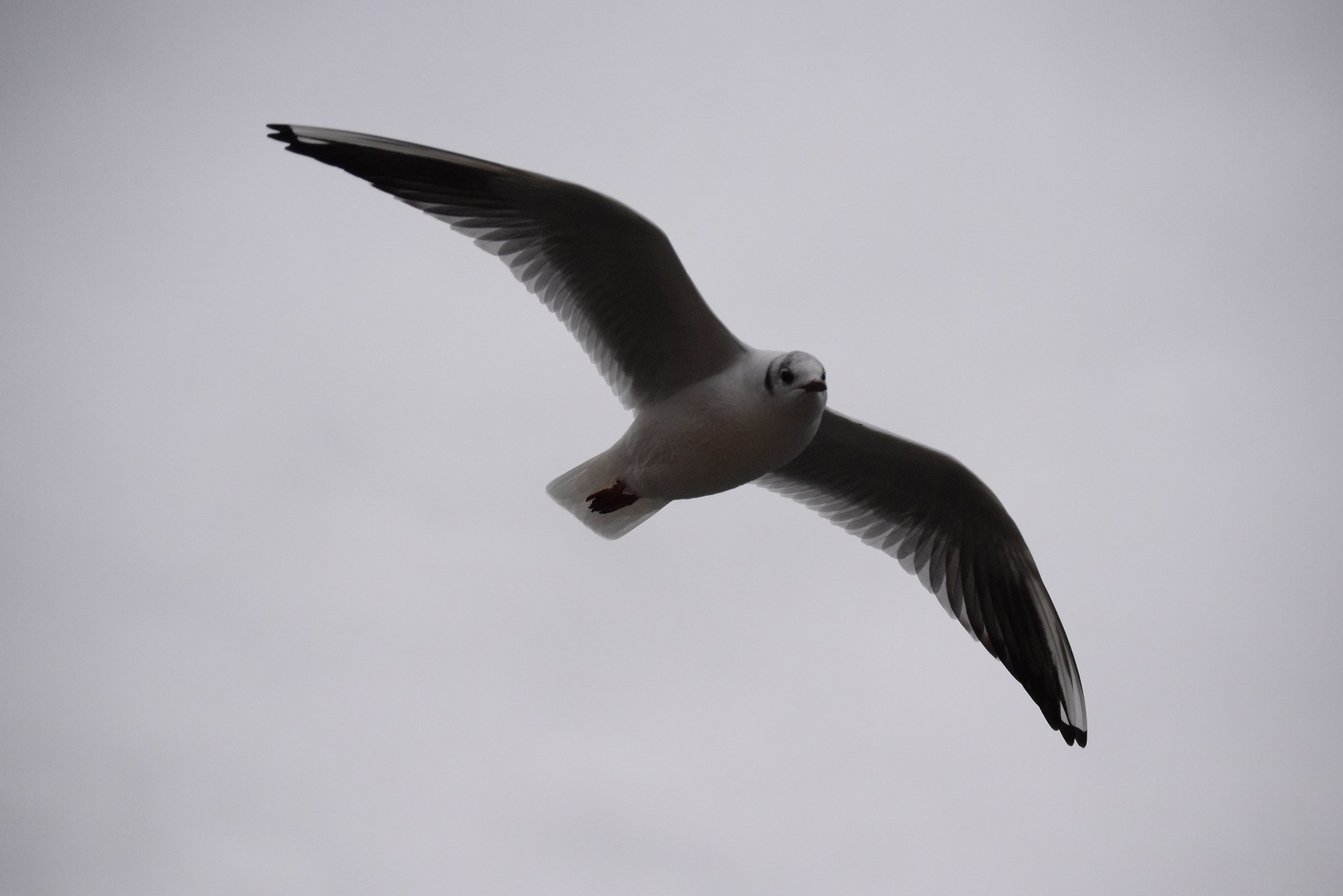 Cocal in flight