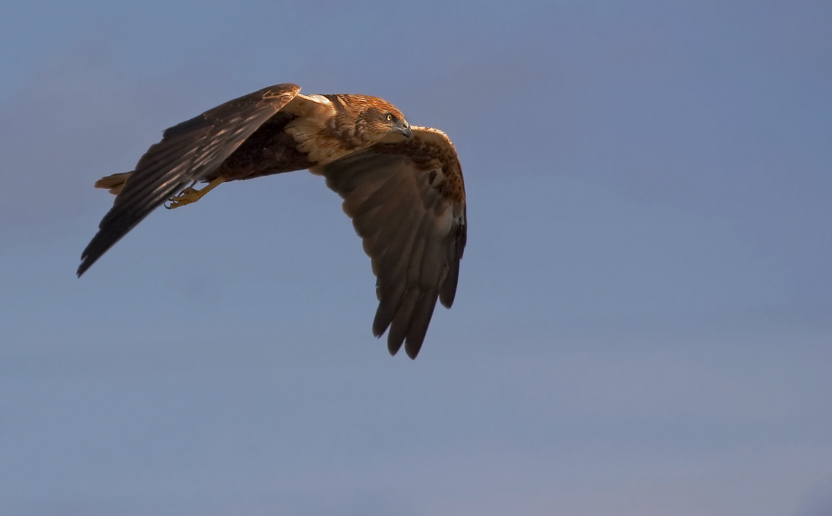 Marsh Harrier