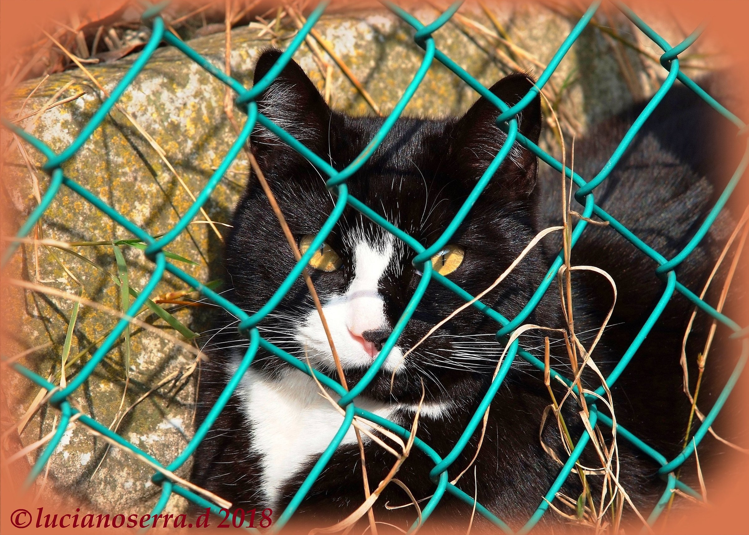 L'altra figlia della Micina... camouflaged...
