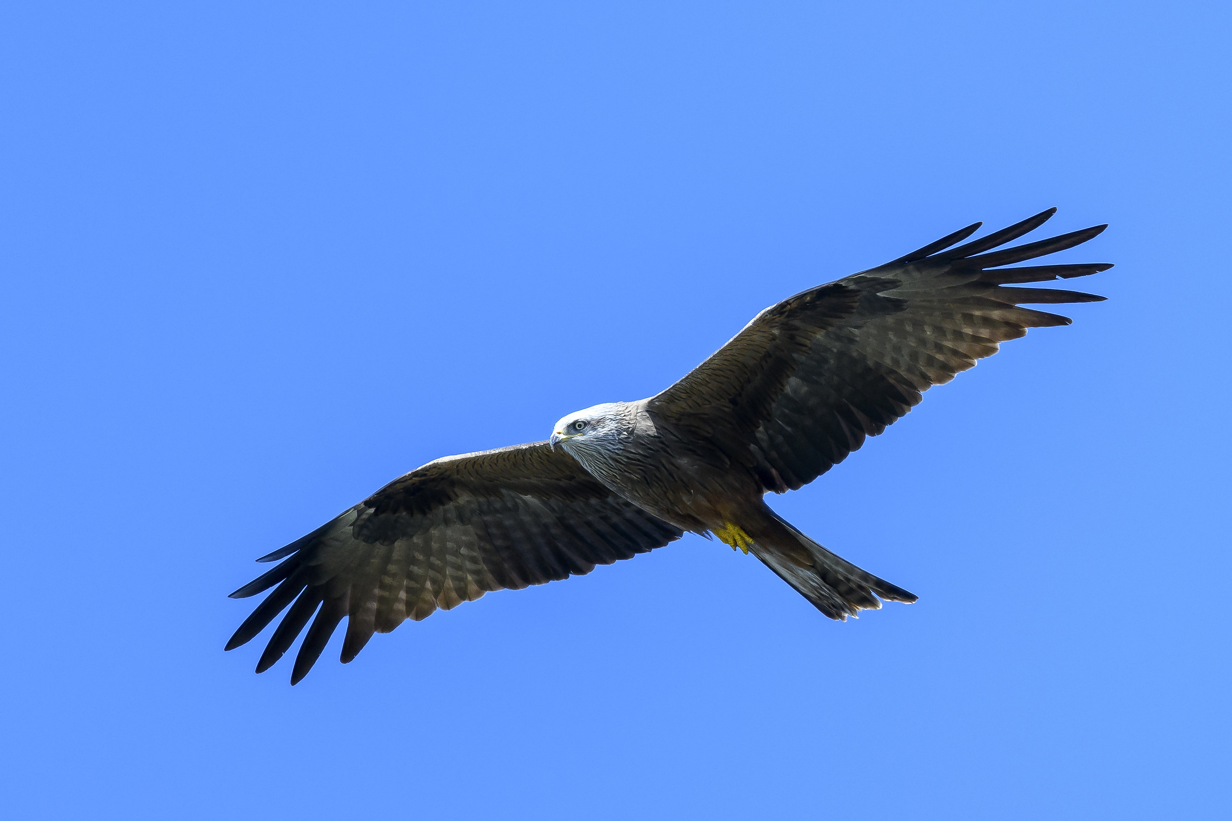 Black kite male