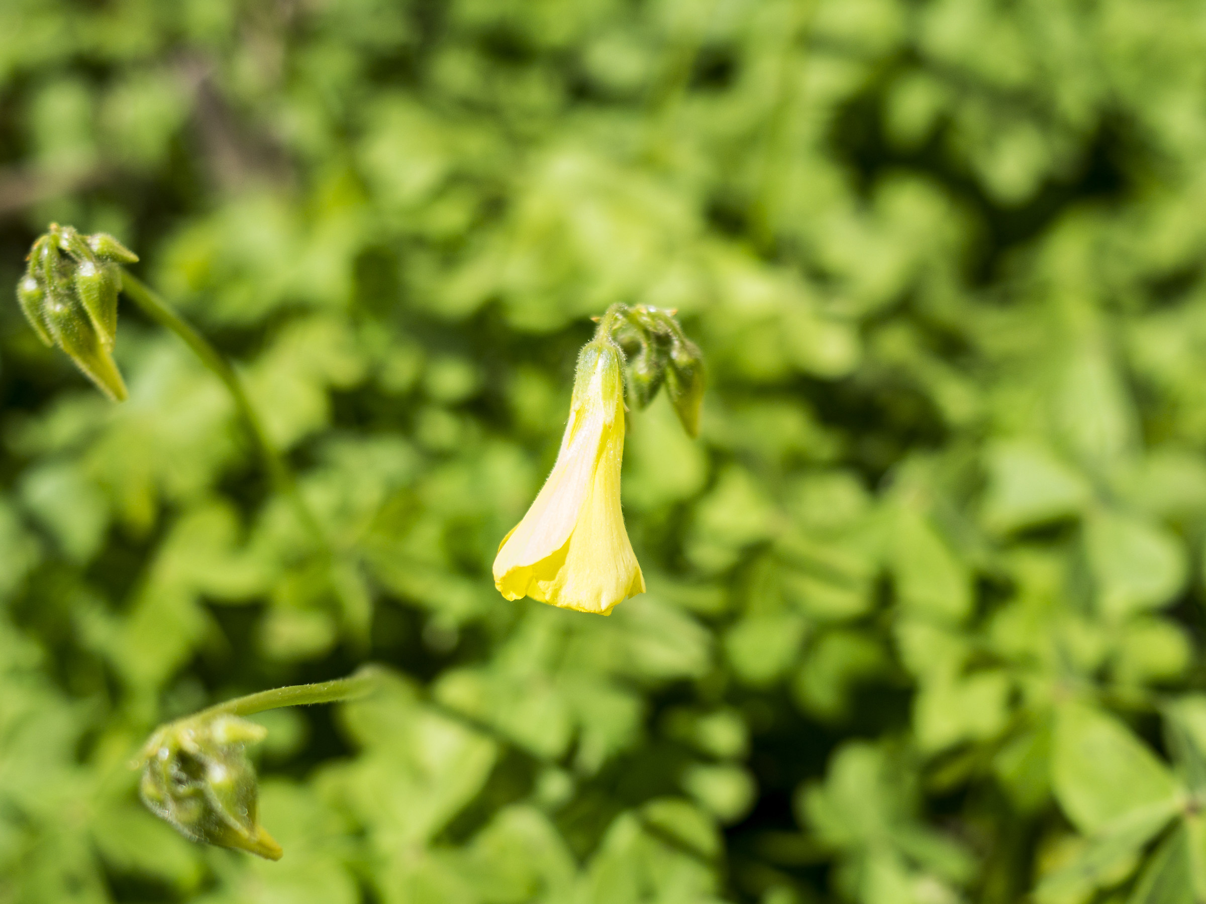 Fiore giallo seconda