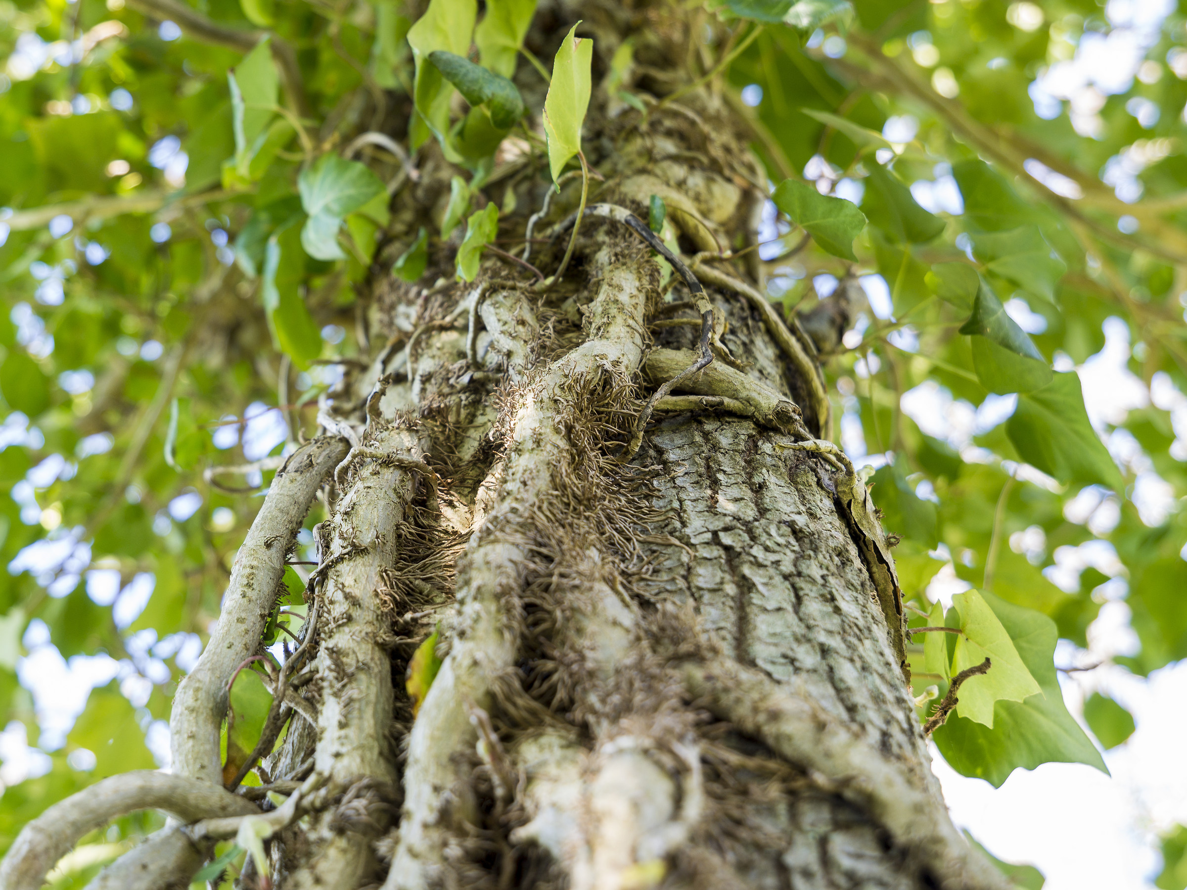 Tronco con abbraccio