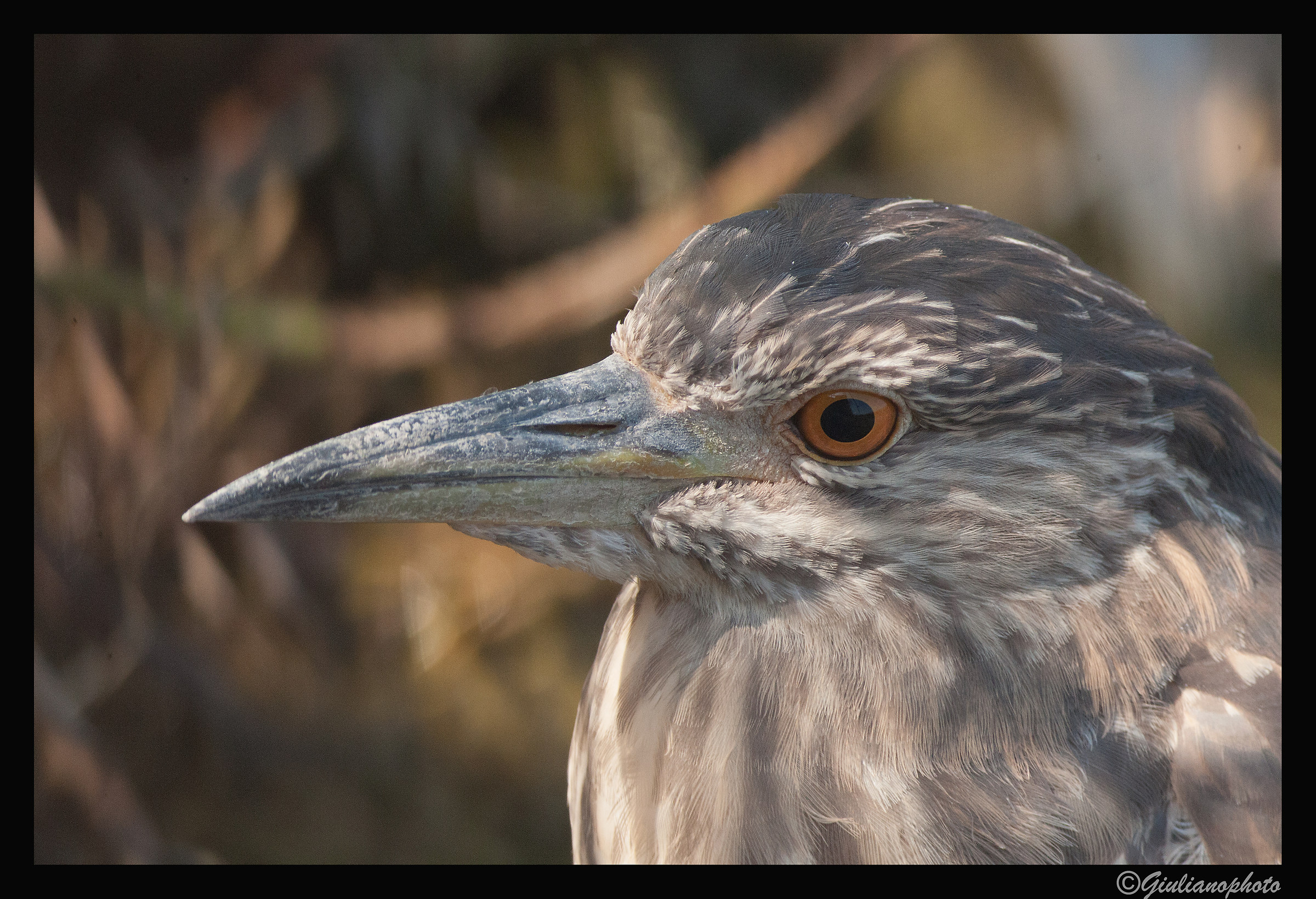 Young night heron