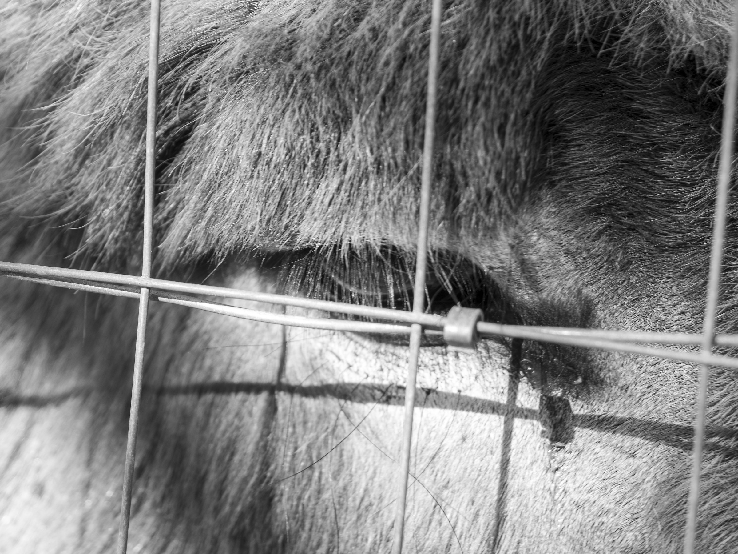 La prigione all'aperto