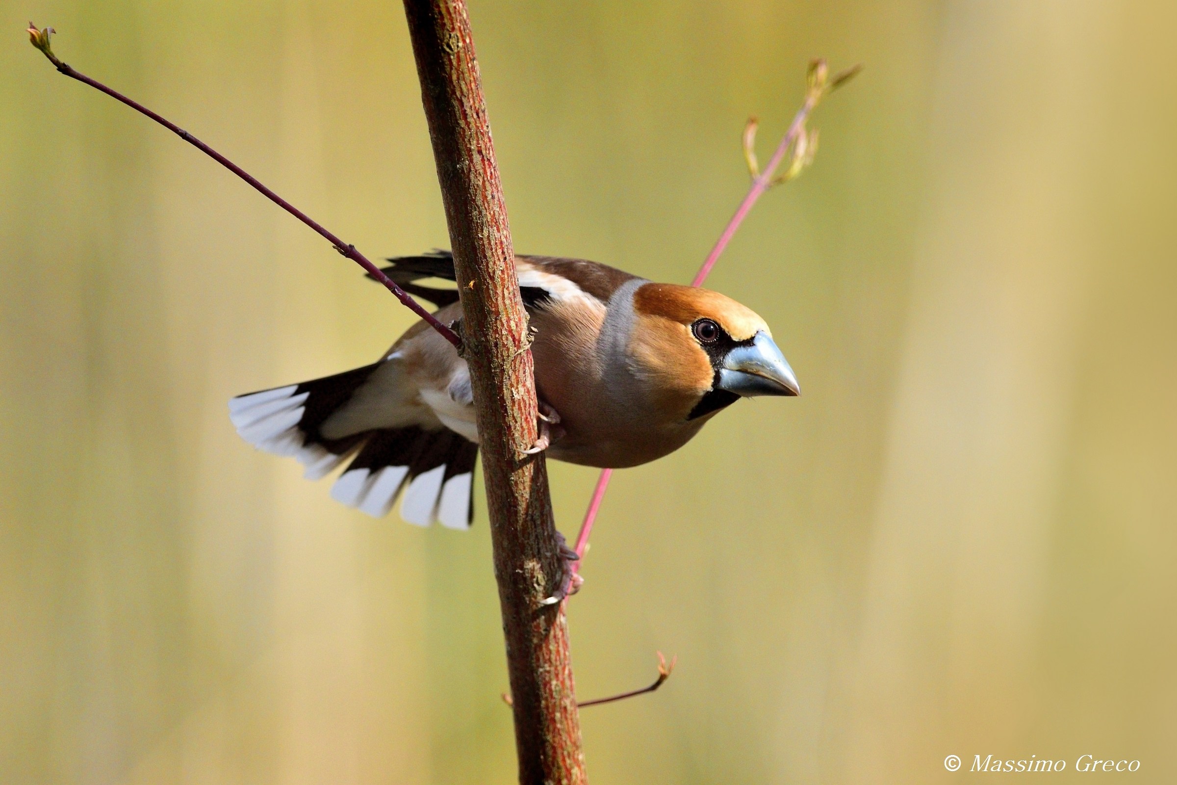 Frosone (Coccothraustes coccothraustes)
