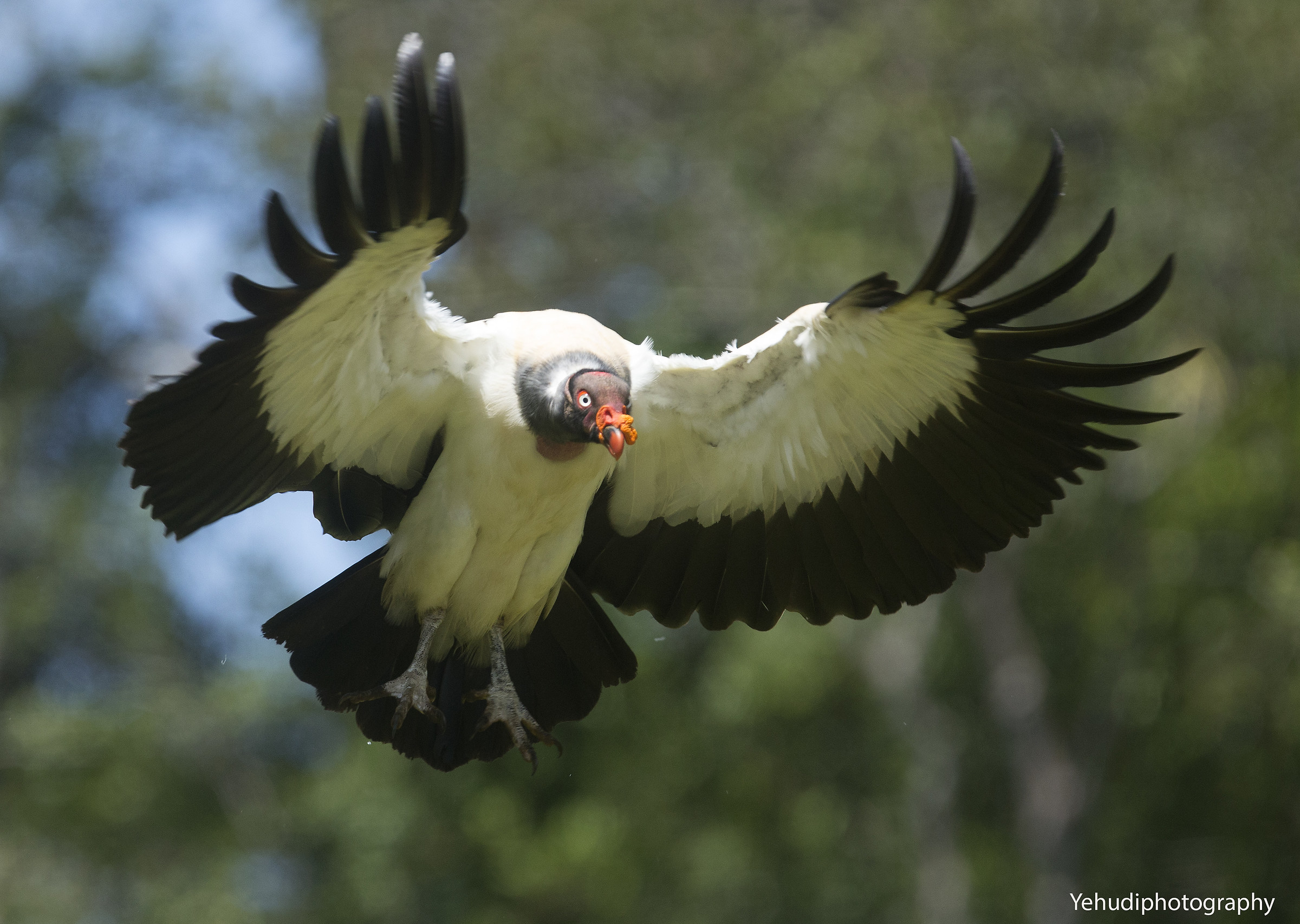 Il re di atterraggio