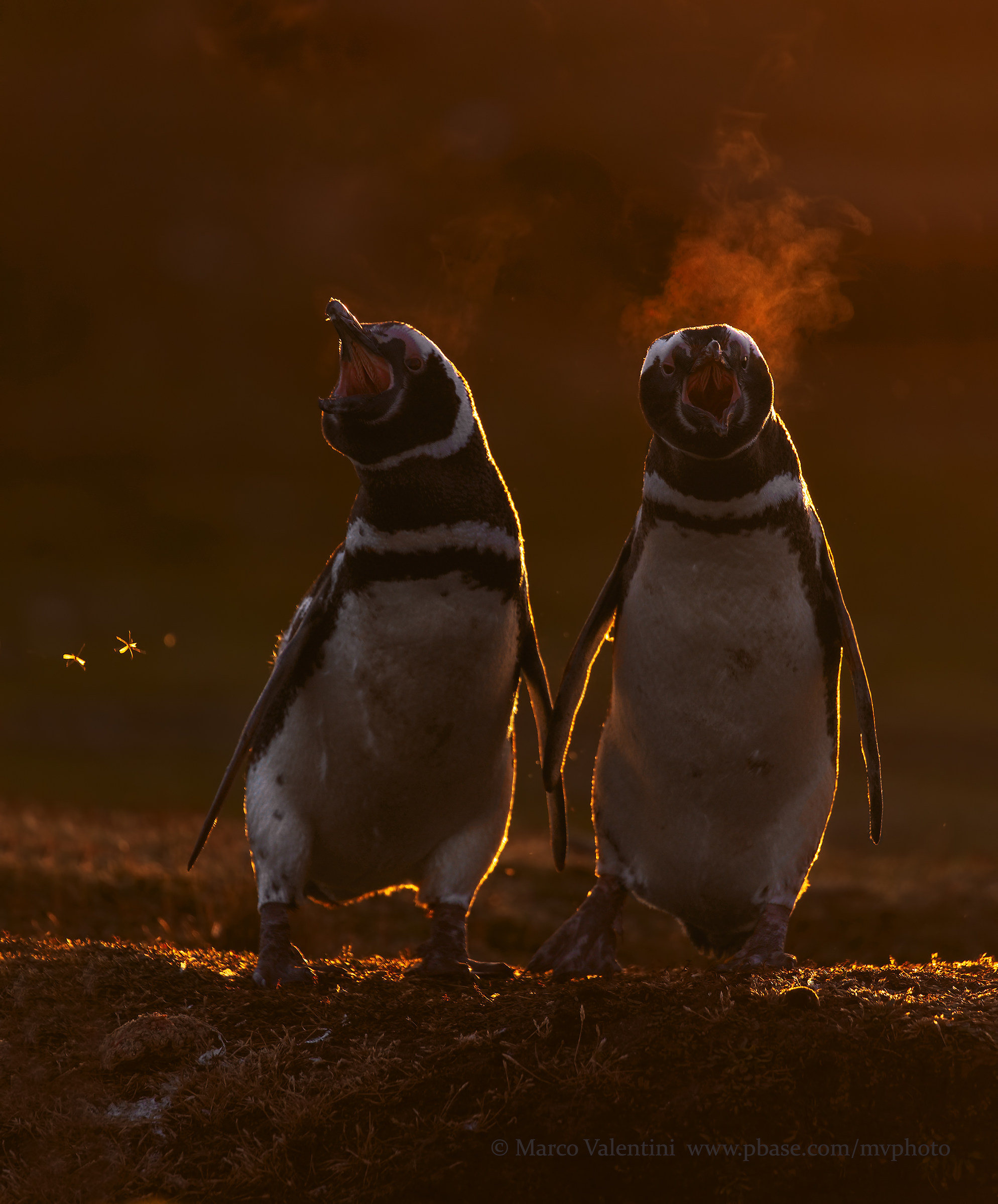 Questa è la nostra terra