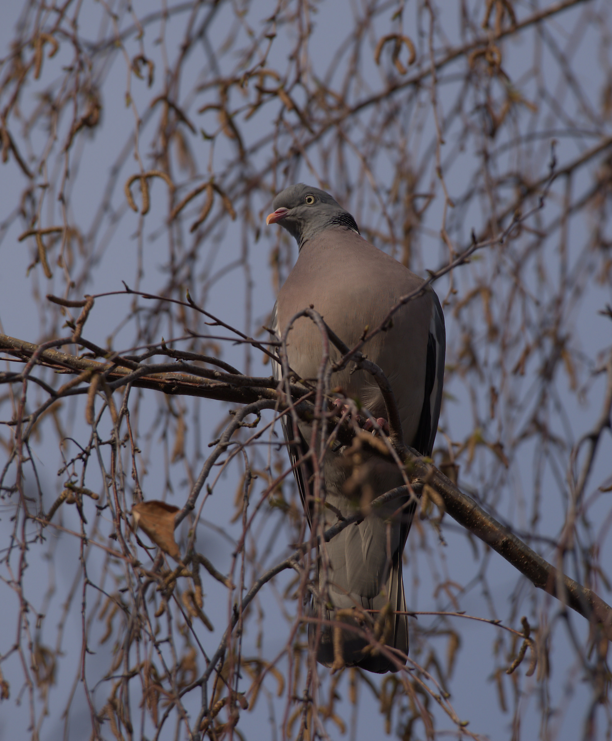 Wood pigeon