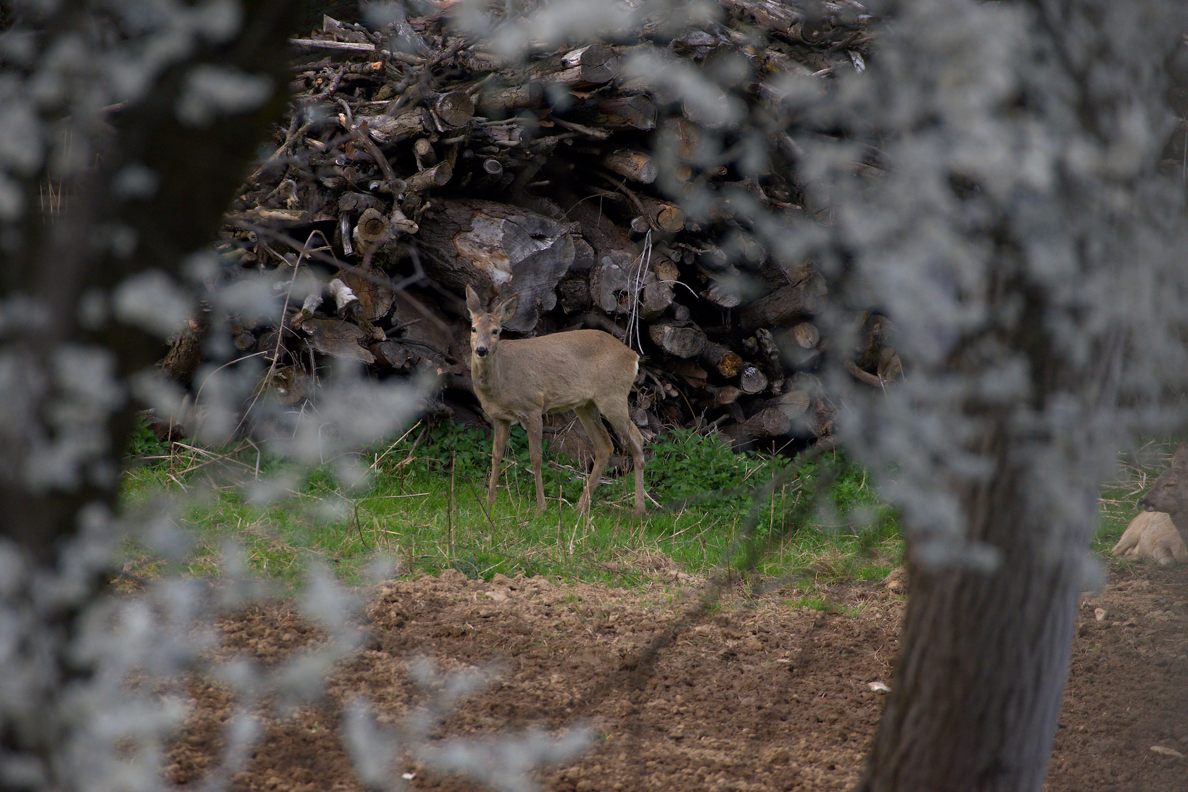 Capriolo incorniciato dai fiori di Mirabolano