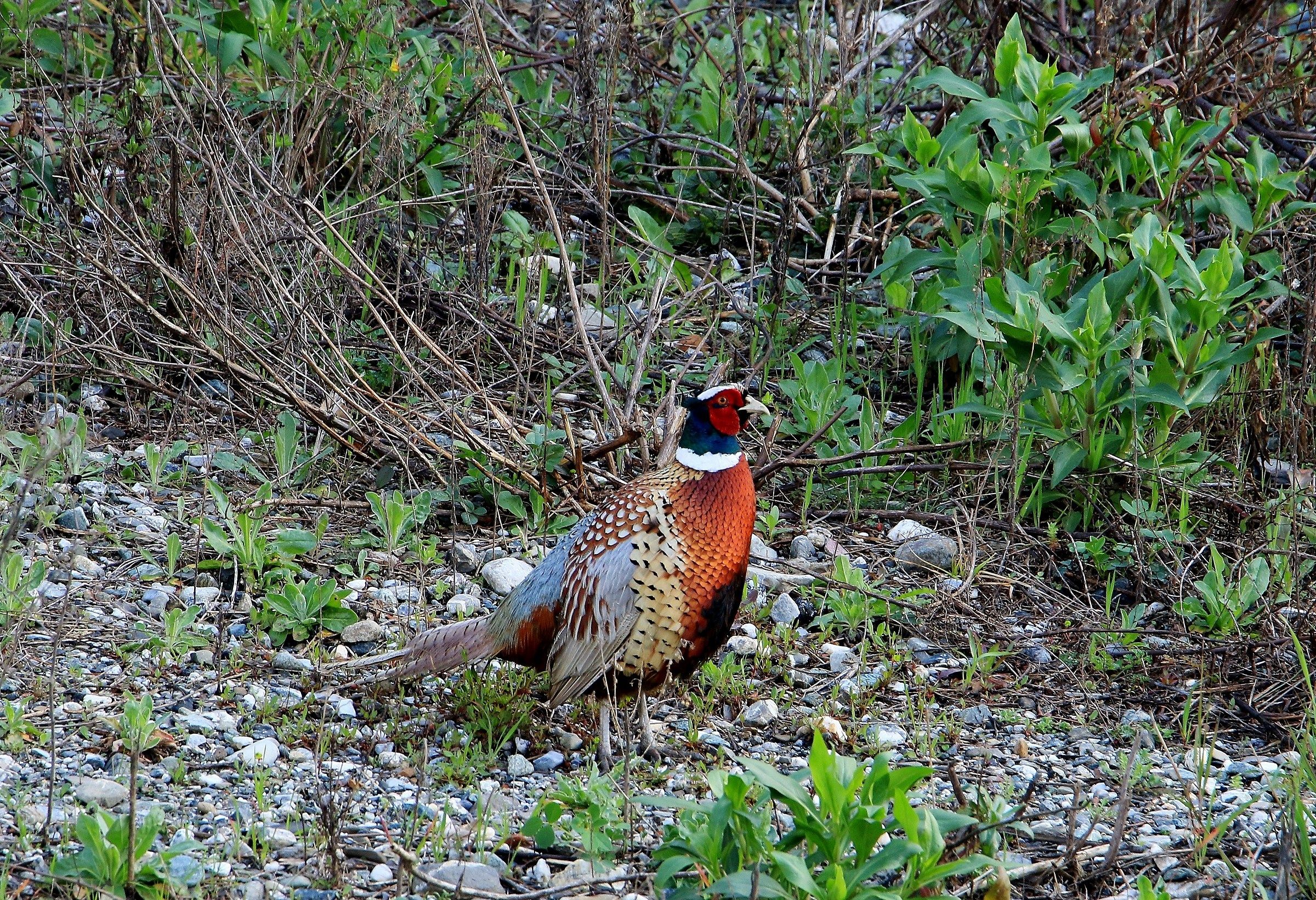 Pheasant