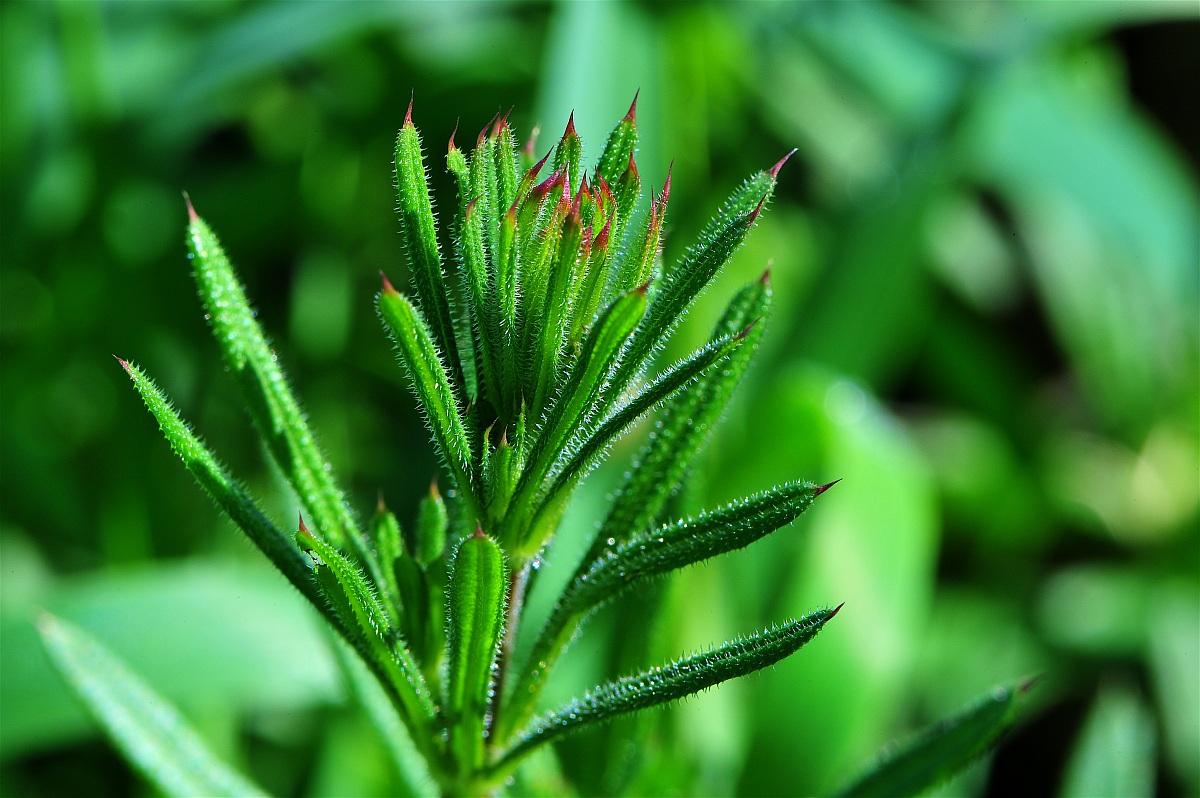 Germoglio di borragine