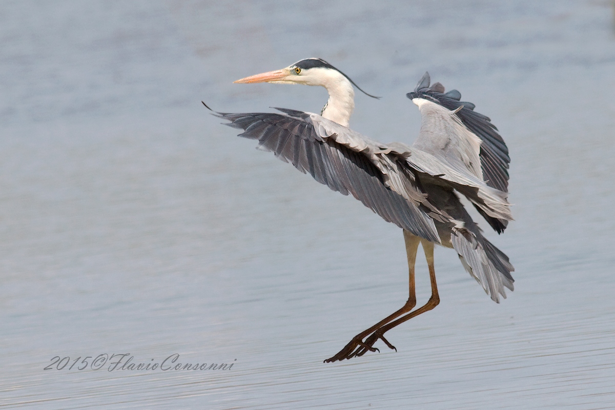 Airone in ammaraggio