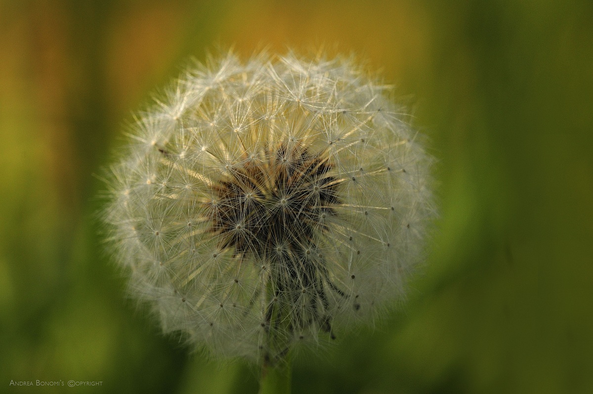 Dandelion