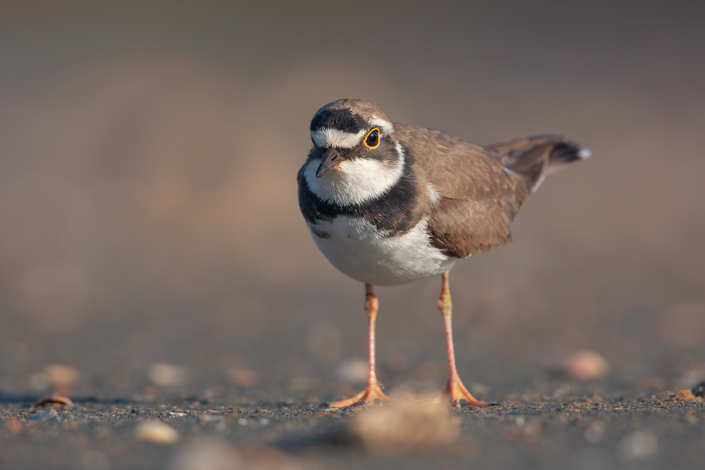 Little Ringed Plover