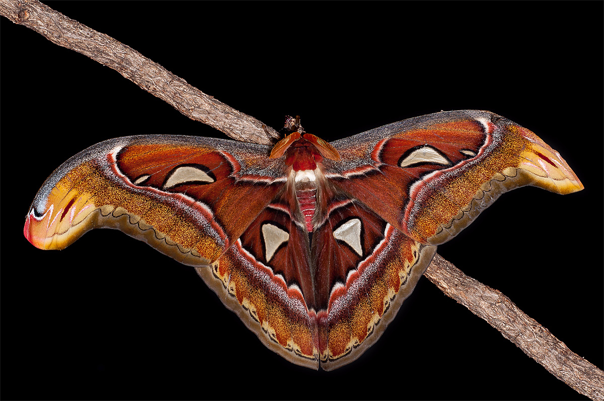 Attacus atlas