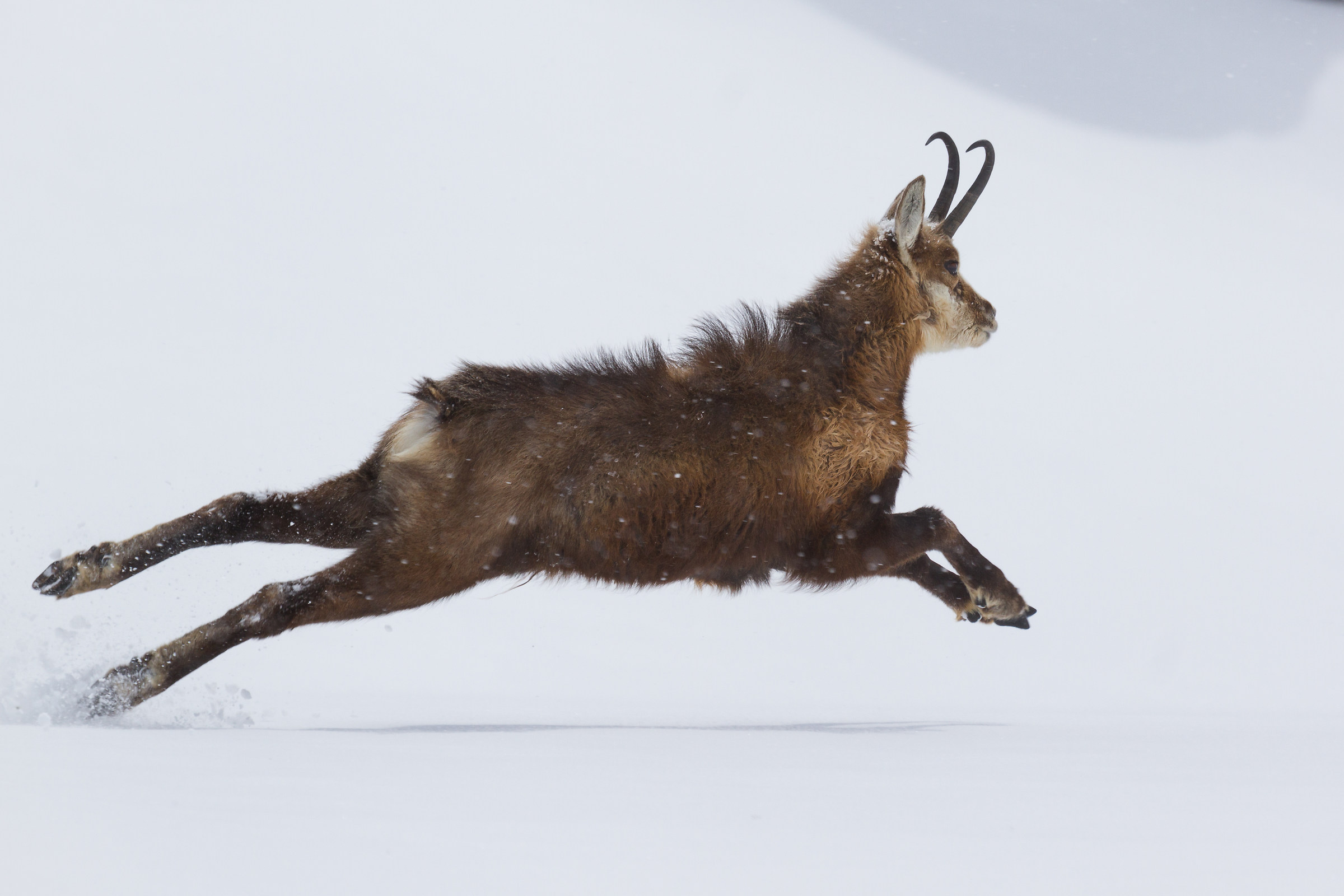 Chamois-Rupicapra Rupicapra